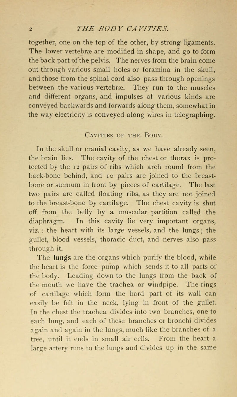 together, one on the top of the other, by strong ligaments. The lower vertebrcC are modified in shape, and go to form the back part ofthe pelvis. The nerves from the brain come out through various small holes or foramina in the skull, and those from the spinal cord also pass through openings between the various vertebrae. They run to the muscles and different organs, and impulses of various kinds are conveyed backwards and forwards along them, somewhat in the way electricity is conveyed along wires in telegraphing. Cavities of the Body. In the skull or cranial cavity, as we have already seen, the brain lies. The cavity of the chest or thorax is pro- tected by the 12 pairs of ribs which arch round from the back-bone behind, and 10 pairs are joined to the breast- bone or sternum in front by pieces of cartilage. The last two pairs are called floating ribs, as they are not joined to the breast-bone by cartilage. The chest cavity is shut off from the belly by a muscular partition called the diaphragm. In this cavity lie very important organs, viz.: the heart with its large vessels, and the lungs; the gullet, blood vessels, thoracic duct, and nerves also pass through it. The lungs are the organs which purify the blood, while the heart is the force pump which sends it to all parts of the body. Leading down to the lungs from the back of the mouth we have the trachea or windpipe. The rings of cartilage which form the hard part of its wall can easily be felt in the neck, lying in front of the gullet. In the chest the trachea divides into two branches, one to each lung, and each of these branches or bronchi divides again and again in the lungs, much like the branches of a tree, until it ends in small air cells. From the heart a large artery runs to the lungs and divides up in the same
