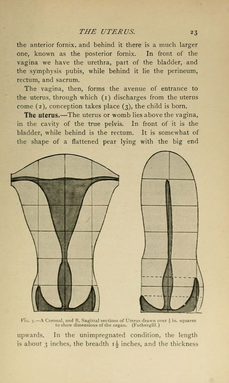 THE UTERUS. the anterior fornix, and behind it there is a much larger one, known as the posterior fornix. In front of the vagina we have the urethra, part of the bladder, and the symphysis pubis, while behind it lie the perineum, rectum, and sacrum. The vagina, then, forms the avenue of entrance to the uterus, through which (i) discharges from the uterus come (2), conception takes place (3), the child is born. The uterus.—The uterus or womb lies above the vagina, in the cavity of the true pelvis. In front of it is the bladder, while behind is the rectum. It is somewhat of the shape of a flattened pear lying with the big end Flu. A Coronal, and K, Sagittal sections of Uterus drawn i>\ to show dimensions of the organ. (Fothergill.) upwards. In the unimpregnated condition, the length is about 3 inches, the breadth i^ inches, and the thickness