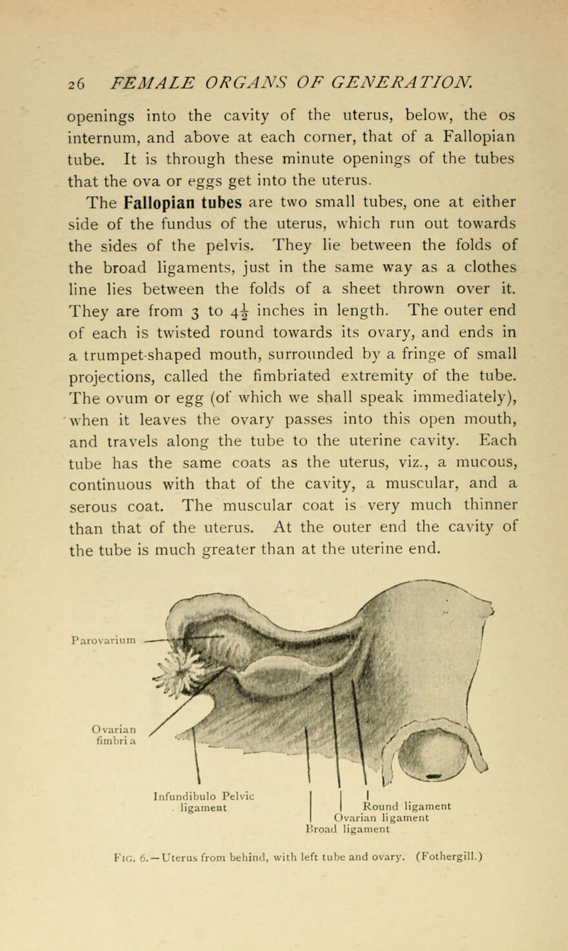 openings into the cavity of the uterus, below, the os internum, and above at each corner, that of a Fallopian tube. It is through these minute openings of the tubes that the ova or eggs get into the uterus. The Fallopian tubes are two small tubes, one at either side of the fundus of the uterus, which run out towards the sides of the pelvis. They lie between the folds of the broad ligaments, just in the same way as a clothes line lies between the folds of a sheet thrown over it. They are from 3 to \\ inches in length. The outer end of each is twisted round towards its ovary, and ends in a trumpet-shaped mouth, surrounded by a fringe of small projections, called the fimbriated extremity of the tube. The ovum or egg (of which we shall speak immediately), when it leaves the ovary passes into this open mouth, and travels along the tube to the uterine cavity. Each tube has the same coats as the uterus, viz., a mucous, continuous with that of the cavity, a muscular, and a serous coat. The muscular coat is very much thinner than that of the uterus. At the outer end the cavity of the tube is much greater than at the uterine end. Parovarium Infundibulo Pelvic ligament Round ligament Ovarian ligament Broad ligament Fig. 6. —Uterus from behind, with left tube and ovary. (Fothergill.)