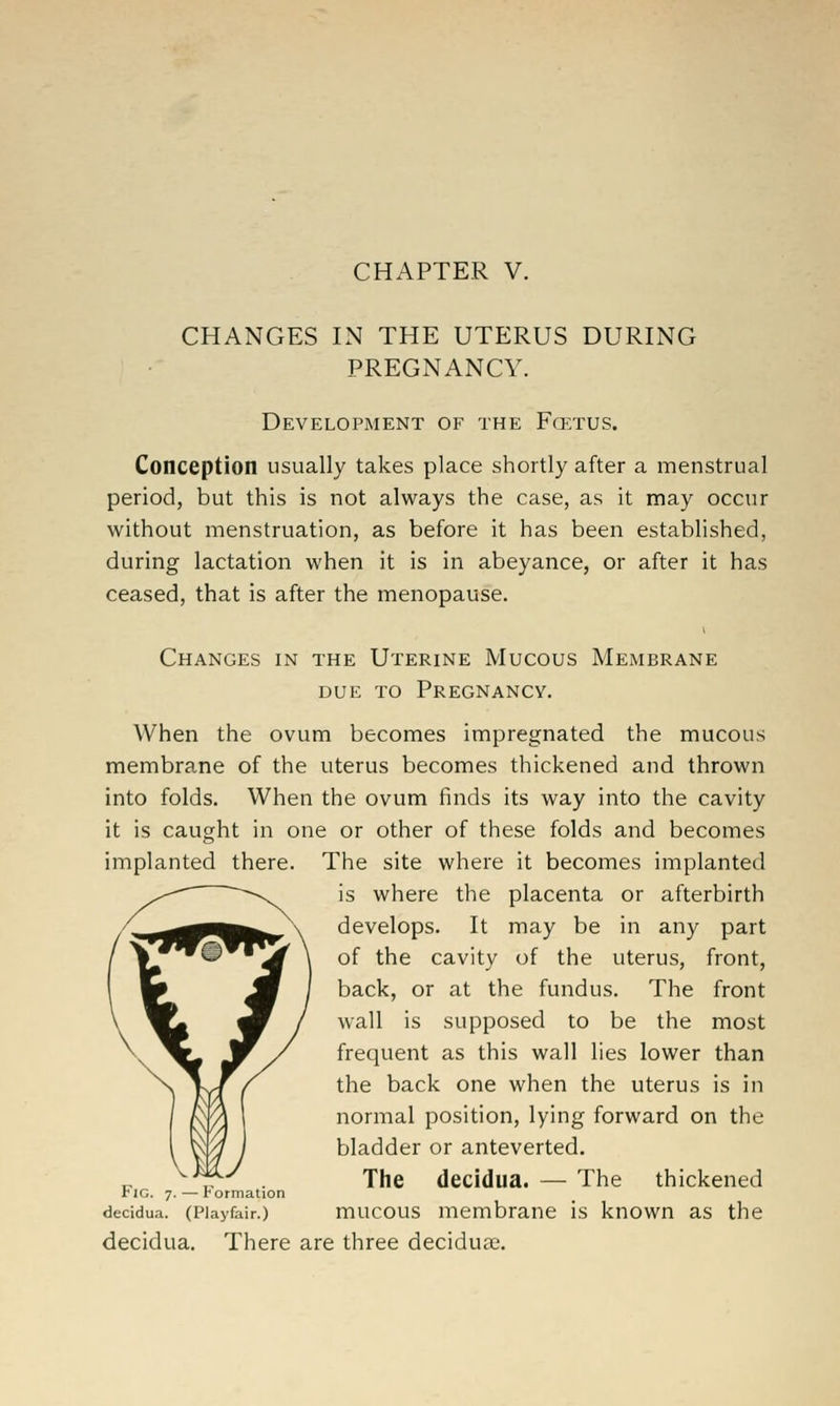 CHANGES IN THE UTERUS DURING PREGNANCY. Development of the Fcetus. Conception usually takes place shortly after a menstrual period, but this is not always the case, as it may occur without menstruation, as before it has been established, during lactation when it is in abeyance, or after it has ceased, that is after the menopause. Changes in the Uterine Mucous Membrane DUE TO Pregnancy. When the ovum becomes impregnated the mucous membrane of the uterus becomes thickened and thrown into folds. When the ovum finds its way into the cavity it is caught in one or other of these folds and becomes implanted there. The site where it becomes implanted is where the placenta or afterbirth develops. It may be in any part of the cavity of the uterus, front, back, or at the fundus. The front wall is supposed to be the most frequent as this wall lies lower than the back one when the uterus is in normal position, lying forward on the bladder or anteverted. The decidua. — The thickened rlG. 7. — herniation decidua. (Piayfair.) mucous membrane is known as the decidua. There are three decidual.