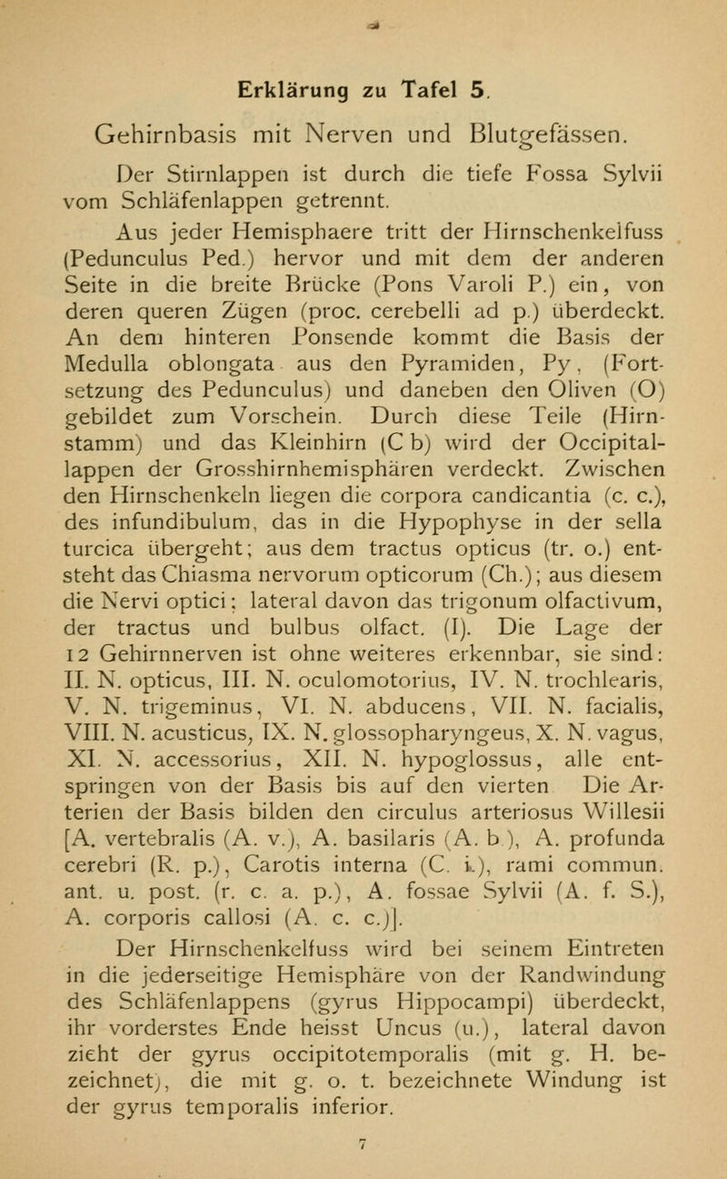 Gehirnbasis mit Nerven und Blutgefassen. Der Stirnlappen ist durch die tiefe Fossa Sylvii vom Schlafenlappen getrennt. Aus jeder Hemisphaere tritt der Hirnschenkelfuss (Pedunculus Ped.) hervor und mit dem der anderen Seite in die breite Bruci<e (Pons Varoli P.) ein, von deren queren Zugen (proc. cerebelli ad p.) uberdeckt. An dem hinteren Ponsende kommt die Basis der Medulla oblongata aus den Pyramiden, Py, (Fort- setzung des Pedunculusj und daneben den Oliven (O) gebildet zum Vorschein. Durch diese Teile (Hirn- stammj und das Kleinhirn (C b) wird der Occipital- lappen der Grosshirnhemispharen verdeckt. Zwischen den Hirnschenkeln liegen die corpora candicantia (c. c), des infundibulum, das in die Hypophyse in der sella turcica iibergeht; aus dem tractus opticus (tr. o.) ent- steht dasChiasma nervorum opticorum (Ch.); aus diesem die Nervi optici; lateral davon das trigonum olfactivum, der tractus und bulbus olfact. (I). Die Lage der 12 Gehirnnerven ist ohne weiteres erkennbar, sie sind: 11. N. opticus, III. N. oculomotorius, IV. N. trochlearis, V. N. trigeminus, VI. N. abducens, VII. N. facialis, VIII. N. acusticus, IX. N. glossopharyngeus, X. N. vagus, XI. N. accessorius, XII. N. hypoglossus, alle ent- springen von der Basis bis auf den vierten Die Ar- terien der Basis bilden den circulus arteriosus Willesii [A. vertebralis (A. v.j, A. basilaris (A. b ), A. profunda cerebri (R. p.), Carotis interna (C. i.), rami commun. ant. u. post. (r. c. a. p.), A. fossae Sylvii (A. f. S.), A. corporis callosi (A. c. c.)\. Der Hirnschenkelfuss wird bei seinem Eintreten in die jederseitige Hemisphare von der Randwindung des Schlafenlappens (gyrus Hippocampi) uberdeckt, ihr vorderstes Ende heisst Uncus (u.J, lateral davon zieht der gyrus occipitotemporalis (mit g. H. be- zeichnetj, die mit g. o. t. bezeichnete Windung ist der gyrus temporalis inferior.