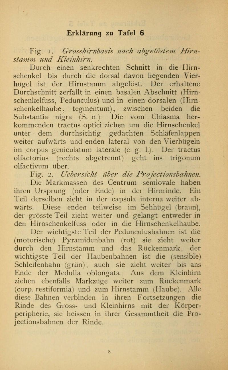 Fig. I. Grosshirnbasis nach ahgelosteni Him- stamni und Kleinhirn. Durch einen senkrechten Schnitt in die Hirn- schenkel bis durch die dorsal davon liegenden Vier- hiigel ist der Hirnstamm abgelost. Der erhaltene Durchschnitt zerfallt in einen basalen Abschnitt (Hirn- schenkelfuss, Pedunculus) und in einen dorsalen (Hirn schenkelhaube, tegmentum), zwischen beiden die Substantia nigra (S. n.). Die vom Chiasma her- kommenden tractus optici ziehen um die Hirnschenkel unter dem durchsichtig gedachten Schiafenlappen waiter aufwarts und enden lateral von den Yierhiigeln im corpus geniculatum laterale (c. g. L). Der tractus olfactorius frechts abgetrennt) geht ins trigonum olfactivum iiber. Fig. 2. Uebersicht ilher die Projectionsbahnen. Die Markmassen des Centrum semiovale haben ihren Ursprung (oder Ende) in der Hirnrinde. Ein Teil derselben zieht in der capsula interna weiter ab- warts. Diese enden teilweise im Sehhiigel (braun), der grosste Teil zieht weiter und gelangt entweder in den Hirnschenkelfuss oder in die Hirnschenkelhaube. Der wichtigste Teil der Pedunculusbahnen ist die (motorische) Pyramidenbahn (rot) sie zieht weiter durch den Hirnstamm und das Riickenmark, der wichtigste Teil der Haubenbahnen ist die (sensible) Schleifenbahn (grun), auch sie zieht weiter bis ans Ende der Medulla oblongata. Aus dem Kleinhirn ziehen ebenfalls Markzuge weiter zum Riickenmark (corp. restiformia) und zum Hirnstamm (Haube). Alle diese Bahnen verbindcn in ihren F'ortsetzungen die Rinde des Gross- und Kleinhirns mit der Korper- peripherie, sie heissen in ihrer Gesammtheit die Pro- jectionsbahnen der Rinde.