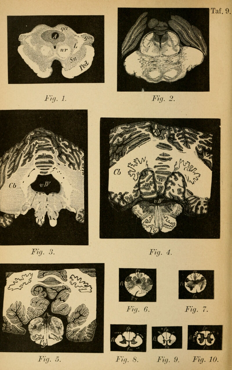 Fig. h Taf. 9. Fig. 4. Fig. 7. Eajga Fig. i'j Fig. S. Fig. 9. Fig. 10.