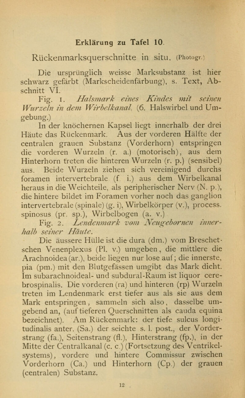 Ruckenmarksquerschnitte in situ. (Photogro Die urspriinglich weisse Marksubstanz ist hier schwarz gefarbt (Markscheidenfarbung), s. Text, Ab- schnitt VI. Fig. I. Hahmark eines Kiudes niit semen Wurzeln in deni Wirhelkanal. (6. Halswirbel und Um- gebung.) In der knochernen Kapsel liegt innerhalb der drei Haute das Ruckenmark. Aus der vorderen Halfte der centralen grauen Substanz (Vorderhorn) entspringen die vorderen Wurzeln (r. a.) (motorisch), aus dem Hinterhorn treten die hinteren Wurzeln (r. p.) (sensibel) aus. Beide Wurzeln ziehen sich vereinigend durchs foramen intervertebrale (f i.) aus dem Wirbelkanal heraus in die Weichteile, als peripherischer Nerv (N. p.), die hintere bildet im Foramen vorher noch das ganglion intervertebrale (spinale) (g. i), Wirbelkorper (v.), process, spinosus (pr. sp.), Wirbelbogen (a. v.) Figf. 2. Lendemnark voni JSfeuo-ehornen inner- halh seiner Hdnte. Die aussere Huiie ist die dura (dm.) vom Breschet- schen Venenplexus (PI. v.) umgeben, die mittlere die Arachnoidea(ar.), beide liegen nur lose auf; die innerste, pia (pm.) mit den Blutgefassen umgibt das Mark dicht. Im subarachnoideal- und subdural-Raum ist liquor cere- brospinalis. Die vorderen (ra) und hinteren (rp) Wurzeln treten im Lendenmark erst tiefer aus als sie aus dem Mark entspringen, sammeln sich also, dasselbe um- gebend an, (auf tieferen Querschnitten als cauda equina bezeichnet). Am Ruckenmark: der tiefe sulcus longi- tudinalis anter. (Sa.) der seichte s. 1. post., der Vorder- strang (fa.), Seitenstrang (fl.), Hinterstrang (fp.), in der Mitte der Centralkanal (c. c.) (Fortsetzung des Ventrikel- systems), vordere und hintere Commissur zwischen Vorderhorn (Ca.) und Hinterhorn (Cp.) der grauen (centralen) Substanz.