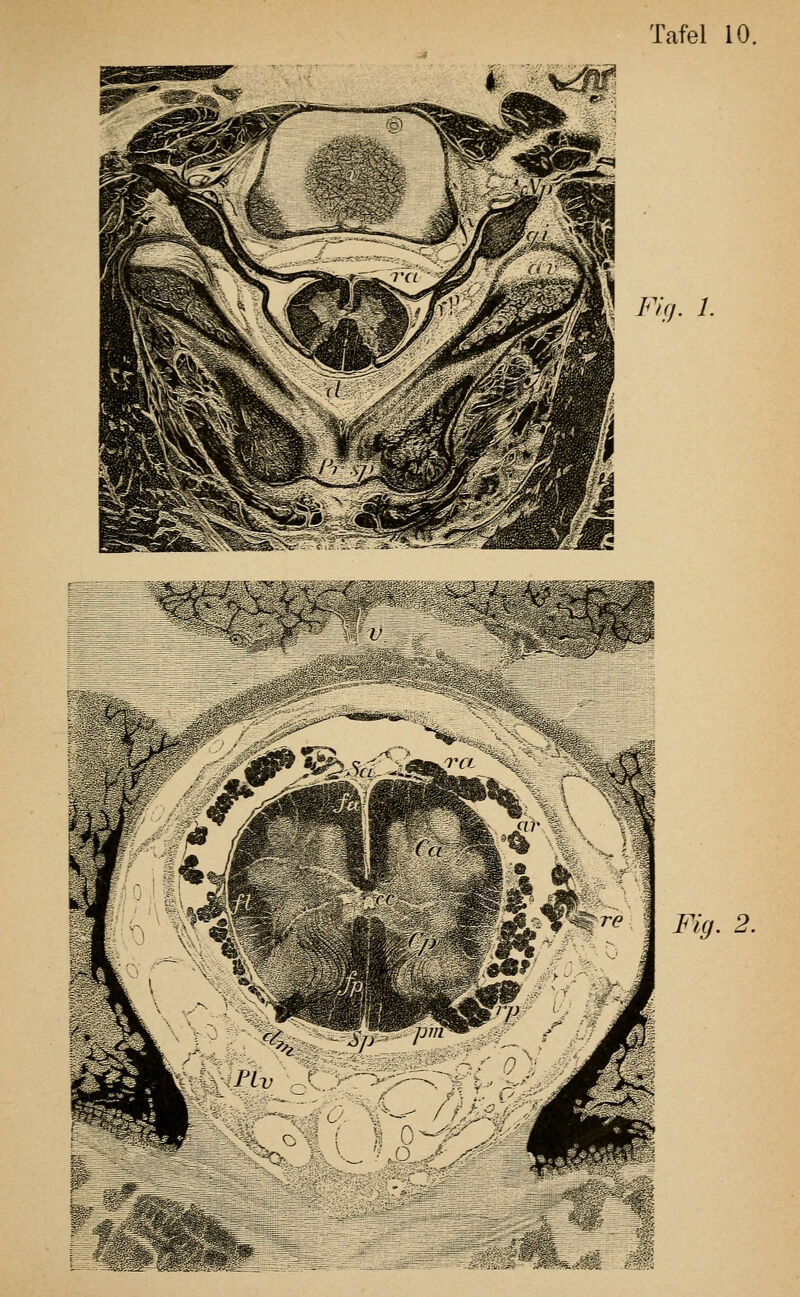 Tafel 10. i Fid. L ^e ] Fig, 2. iicn^''' M^'^^Sik tfMi