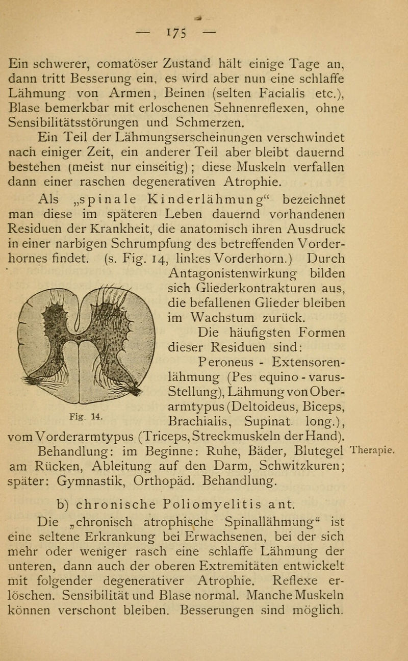 Ein schwerer, comatoser Zustand halt einige Tage an, dann tritt Besseruncr ein, es wird aber nun eine schlaffe etc.), ohne Lahmung- von Armen, Beinen (selten Facialis Blase bemerkbar mit erloschenen Sehnenreflexen, Sensibilitatsstorungen und Schmerzen. Ein Teil der Lahmungserscheinungen verschwindet nach einiger Zeit, ein anderer Teil aber bleibt dauernd bestehen (meist nur einseitig); diese Muskeln verfallen dann einer raschen degenerativen Atrophie. Als „spinale Ki nderlahmun g bezeichnet man diese im spateren Leben dauernd vorhandenen Residuen der Krankheit, die anatomisch ihren Ausdruck in einer narbigen Schrumpfung des betreffenden Vorder- hornes findet. (s. Fig. 14, linkes Vorderhorn.) Durch Antagonistenwirkung bilden sich Gliederkontrakturen aus, die befallenen Glieder bleiben im Wachstum zurilck. Die haufigsten Formen dieser Residuen sind: Peroneus - Extensoren- (Pes equino - varus- Lahmung von Ober- armtypus(Deltoideus, Biceps, Brachiaiis, Supinat. long.), vomVorderarmtypus (Triceps, Streckmuskeln der Hand). Behandlung: im Beginne: Ruhe, Bader, Blutegel Therapie. am Riicken, Ableitung auf den Darm, Schwitzkuren; spater: Gymnastik, Orthopad. lahmung Stellung) Fig. 14. Behandlung. b) chronische Poliomyelitis ant. Die „chronisch atrophische Spinallahmung ist eine seltene Erkrankungj- bei Erwachsenen, bei der sich mehr oder weniger rasch eine schlaffe Lahmung der unteren, dann auch der oberen Extremitaten entwickelt mit folgender degenerativer Atrophie. Reflexe er- loschen. Sensibilitat und Blase normal. Manche Muskeln konnen verschont bleiben. Besserungen sind moglich.