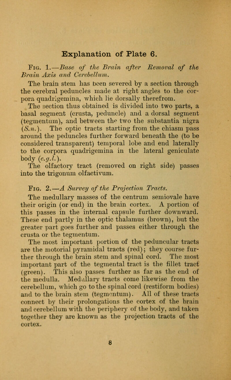 Fig. 1.—Base of the Brain after Removal of the Brain Axis and Cerebellum. The brain stem has been severed by a section through the cerebral peduncles made at right angles to the cor- pora quadrigemina, which lie dorsally therefrom. The section thus obtained is divided into two parts, a basal segment (crusta, peduncle) and a dorsal segment (tegmentum), and between th<* two the substantia nigra (S.n.). The optic tracts starting from the chiasm pass around the peduncles further forward beneath the (to be considered transparent) temporal lobe and end laterally to the corpora quadrigemina in the lateral geniculate body (e.g.I.). The olfactory tract (removed on right side) passes into the trigonum olfactivum. Fig. 2. —A Survey of the Projection Tracts. The medullary masses of the centrum semiovale have their origin (or end) in the brain cortex. A portion of this passes in the internal capsule further downward. These end partly in the optic thalamus (brown), but the greater part goes further and passes either through the crusta or the tegmentum. The most important portion of the peduncular tracts are the motorial pyramidal tracts (red); they course fur- ther through the brain stem and spinal cord. The most important part of the tegmental tract is the fillet tract (green). This also passes further as far as the end of the medulla. Medullary tracts come likewise from the cerebellum, which go to the spinal cord (restiform bodies) and to the brain stein (tegmentum). All of these tracts connect by their prolongations the cortex of the bin in and cerebellum with the periphery <>l tin- body, and taken together they are known as the projection tracts of the cortex.