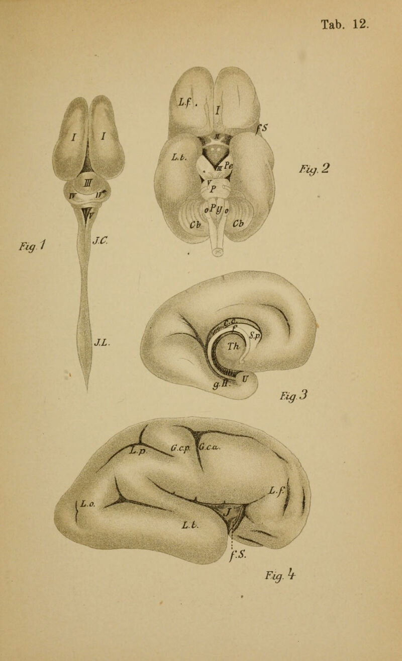 L.f. fs L.b. Pe P oPy0 Cb Cb Eig.2 Fig-3 L.o. Fig.k
