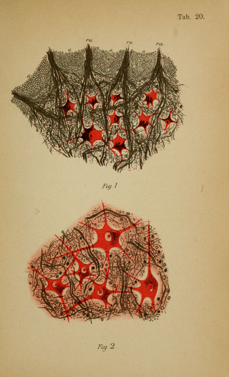 Fig.1 Fy2