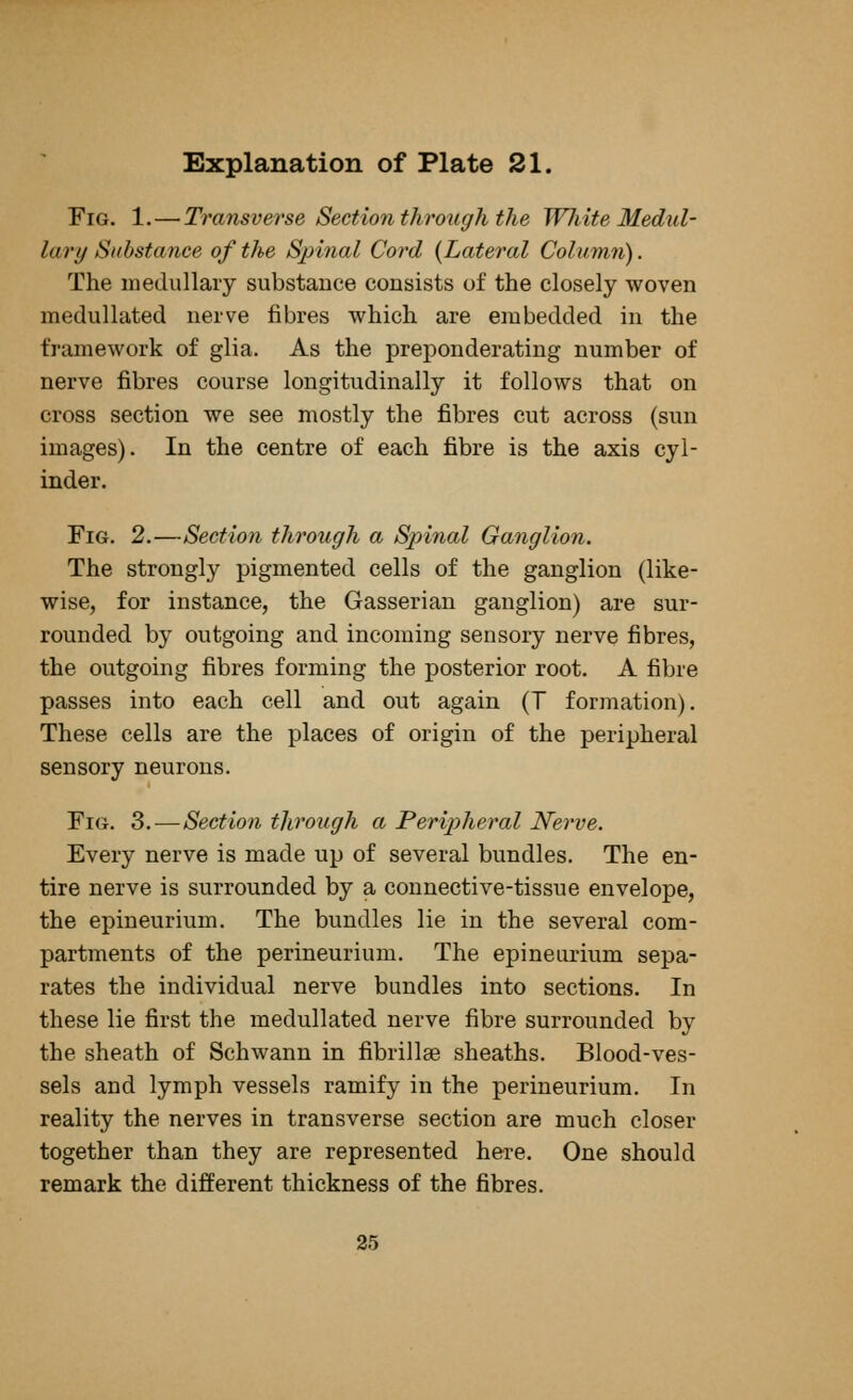 Fig. 1. — Transverse Section through the White Medul- lary Substance of the Spinal Cord {Lateral Column). The medullary substance consists of the closely woven medullated nerve fibres which are embedded in the framework of glia. As the preponderating number of nerve fibres course longitudinally it follows that on cross section we see mostly the fibres cut across (sun images). In the centre of each fibre is the axis cyl- inder. Fig. 2.—Section through a Spinal Ganglion. The strongly pigmented cells of the ganglion (like- wise, for instance, the Gasserian ganglion) are sur- rounded by outgoing and incoming sensory nerve fibres, the outgoing fibres forming the posterior root. A fibre passes into each cell and out again (T formation). These cells are the places of origin of the peripheral sensory neurons. Fig. 3.—Section through a Peripheral Nerve. Every nerve is made up of several bundles. The en- tire nerve is surrounded by a connective-tissue envelope, the epineurium. The bundles lie in the several com- partments of the perineurium. The epineurium sepa- rates the individual nerve bundles into sections. In these lie first the medullated nerve fibre surrounded by the sheath of Schwann in fibrillae sheaths. Blood-ves- sels and lymph vessels ramify in the perineurium. In reality the nerves in transverse section are much closer together than they are represented here. One should remark the different thickness of the fibres. 25