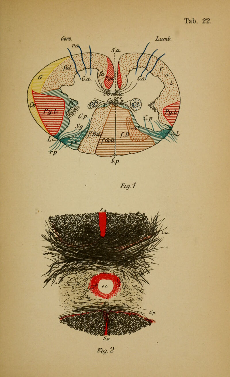 Tab. 22. Cerv. Fig.1 Lumb.