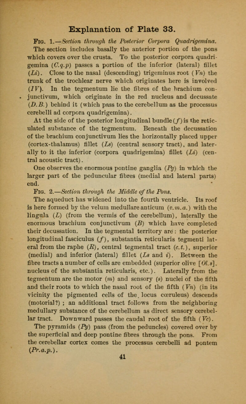 Fig. 1.—Section through the Posterior Corpora Quadrigemina. The section includes basally the anterior portion of the pons which covers over tlie crusta. To the posterior corpora quadri- gemina (C.q.p) passes a portion of the inferior (lateral) fillet (Li). Close to the nasal (descending) trigeminus root (Vn) the trunk of the trochlear nerve which originates here is involved (IV). In the tegmentum lie the fibres of the hrachium con- junctivum, which originate in the red nucleus and decussate (D.B.) behind it (which pass to the cerebellum as the processus cerebelli ad corpora quadrigemina). At the side of the posterior longitudinal bundle (/) is the retic- ulated substance of the tegmentum. Beneath the decussation of the hrachium conjunctivum lies the horizontally placed upper (cortex-thalamus) fillet (Ls) (central sensory tract), and later- ally to it the inferior (corpora quadrigemina) fillet (Li) (cen- tral acoustic tract). One observes the enormous pontine ganglia (Pg) in which the larger part of the peduncular fibres (medial and lateral parts) end. Fig. 2.—Section through the Middle of the Pons. The aqueduct has widened into the fourth ventricle. Its roof is here formed by the velum medullare anticum (v.m.a.) with the lingula (L) (from the vermis of the cerebellum), laterally the enormous brachium conjunctivum (B) which have completed their decussation. In the tegmental territory are : the posterior longitudinal fasciculus (/), substantia reticularis tegmenti lat- eral from the raphe (R), central tegmental tract (c.t.), superior (medial) and inferior (lateral) fillet (Ls and i). Between the fibre tracts a number of cells are embedded (superior olive [01.s]. nucleus of the substantia reticularis, etc.). Laterally from the tegmentum are the motor (m) and sensory (s) nuclei of the fifth and their roots to which the nasal root of the fifth (Yn) (in its vicinity the pigmented cells of the. locus cceruleus) descends (motorial?) ; an additional tract follows from the neighboring medullary substance of the cerebellum as direct sensory cerebel- lar tract. Downward passes the caudal root of the fifth (Vc). The pyramids (Py) pass (from the peduncles) covered over by the superficial and deep pontine fibres through the pons. From the cerebellar cortex comes the processus cerebelli ad pontem (Pr.a.p.). 41