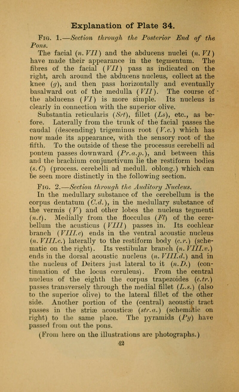 Fig. 1.—Section through the Posterior End of the Pons. The facial (n. VII) and the abducens nuclei (n. VI) have made their appearance in the tegmentum. The fibres of the facial (VII) pass as indicated on the right, arch around the abducens nucleus, collect at the knee (g), and then pass horizontally and eventually basalward out of the medulla (VII). The course of the abducens (VI) is more simple. Its nucleus is clearly in connection with the superior olive. Substantia reticularis (Srt), fillet (Ls), etc., as be- fore. Laterally from the trunk of the facial passes the caudal (descending) trigeminus root (V.c.) which has now made its appearance, with the sensory root of the fifth. To the outside of these the processus cerebelli ad pontem passes downward (Pr.a.]?.), and between this and the brachium conjunctivum lie the restiform bodies (s.C) (process, cerebelli ad medull. oblong.) which can be seen more distinctly in the following section. Fig. 2.—Section through the Auditory Nucleus. In the medullary substance of the cerebellum is the corpus dentatum (C.d.), in the medullary substance of the vermis (V) and other lobes the nucleus tegmenti (n.t). Medially from the flocculus (Fl) of the cere- bellum the acusticus (VIII) passes in. Its cochlear branch (VIII.c) ends in the ventral acoustic nucleus (n. VIII. c.) laterally to the restiform body (c.r.) (sche- matic on the right). Its vestibular branch (n.VIII.v.) ends in the dorsal acoustic nucleus (n. VIILd.) and in the nucleus of Deiters just lateral to it {n.D.) (con- tinuation of the locus coeruleus). From the central nucleus of the eighth the corpus trapezoides (c.tr.) passes transversely through the medial fillet (L.s.) (also to the superior olive) to the lateral fillet of the other side. Another portion of the (central) acoustic tract passes in the striae acoustical (str.a.) (schematic on right) to the same place. The pyramids (Py) have passed from out the pons. (From here on the illustrations are photographs.) 42
