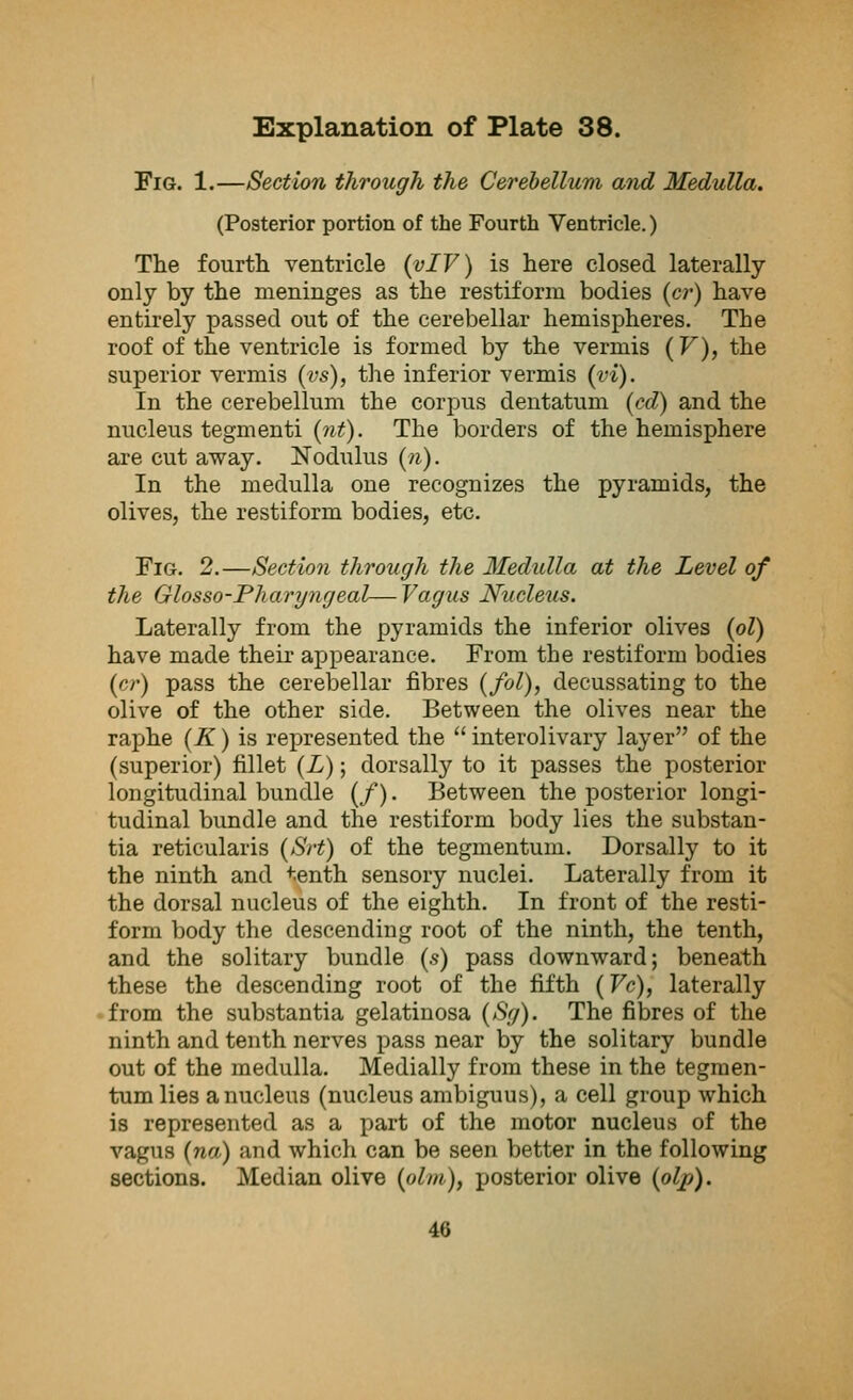 Fig. 1.—Section through the Cerebellum and Medulla. (Posterior portion of the Fourth Ventricle.) The fourth, ventricle (vIV) is here closed laterally- only by the meninges as the restiform bodies (cr) have entirely passed out of the cerebellar hemispheres. The roof of the ventricle is formed by the vermis (V), the superior vermis (vs), the inferior vermis (vi). In the cerebellum the corpus dentatum (cd) and the nucleus tegmenti (nt). The borders of the hemisphere are cut away. Nodulus (n). In the medulla one recognizes the pyramids, the olives, the restiform bodies, etc. Fig. 2.—Section through the Medulla at the Level of the Glosso-Pharyngeal—Vagus Nucletis. Laterally from the pyramids the inferior olives (ol) have made their appearance. From the restiform bodies (cr) pass the cerebellar fibres (fol), decussating to the olive of the other side. Between the olives near the raphe (K) is represented the  interolivary layer of the (superior) fillet (L); dorsally to it passes the posterior longitudinal bundle (/). Between the posterior longi- tudinal bundle and the restiform body lies the substan- tia reticularis (Srt) of the tegmentum. Dorsally to it the ninth and tenth sensory nuclei. Laterally from it the dorsal nucleus of the eighth. In front of the resti- form body the descending root of the ninth, the tenth, and the solitary bundle (s) pass downward; beneath these the descending root of the fifth (Vc), laterally from the substantia gelatinosa (Sg). The fibres of the ninth and tenth nerves pass near by the solitary bundle out of the medulla. Medially from these in the tegmen- tum lies a nucleus (nucleus ambiguus), a cell group which is represented as a part of the motor nucleus of the vagus (?w) iind which can be seen better in the following sections. Median olive (olm), posterior olive (olp). 46