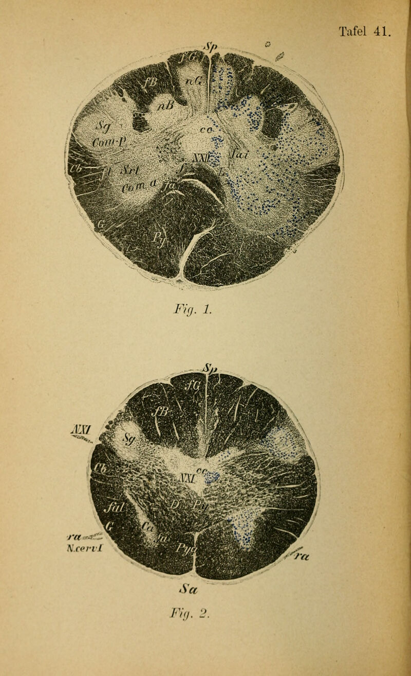 ~- Fig. 1. S\ ■ranrafz X'.cert 1