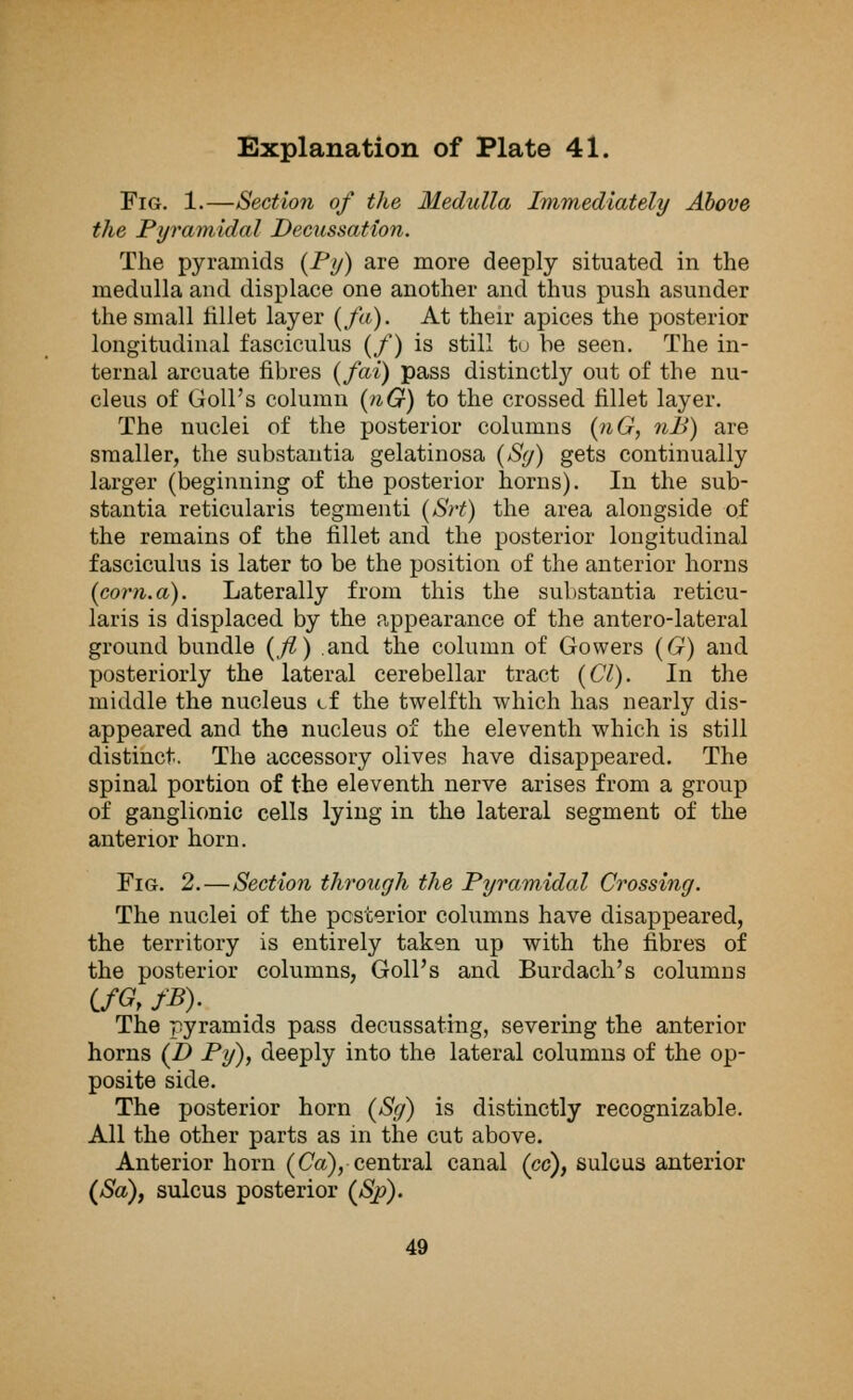 Fig. 1.—Section of the Medulla Immediately Above the Pyramidal Decussation. The pyramids (Py) are more deeply situated in the medulla and displace one another and thus push asunder the small tillet layer (fa). At their apices the posterior longitudinal fasciculus (/) is still to be seen. The in- ternal arcuate fibres (fai) pass distinctly out of the nu- cleus of Goll's column (nG) to the crossed fillet layer. The nuclei of the posterior columns (nG, nB) are smaller, the substantia gelatinosa (Sg) gets continually larger (beginning of the posterior horns). In the sub- stantia reticularis tegmenti (Srt) the area alongside of the remains of the fillet and the posterior longitudinal fasciculus is later to be the position of the anterior horns (corn.a). Laterally from this the substantia reticu- laris is displaced by the appearance of the antero-lateral ground bundle (fl) and the column of Gowers (G) and posteriorly the lateral cerebellar tract (CI). In the middle the nucleus cf the twelfth which has nearly dis- appeared and the nucleus of the eleventh which is still distinct. The accessory olives have disappeared. The spinal portion of the eleventh nerve arises from a group of ganglionic cells lying in the lateral segment of the anterior horn. Fig. 2.—Section through the Pyramidal Crossing. The nuclei of the posterior columns have disappeared, the territory is entirely taken up with the fibres of the posterior columns, Goll's and Burdach's columns CfG, fB). The pyramids pass decussating, severing the anterior horns (Z> Py), deeply into the lateral columns of the op- posite side. The posterior horn (Sg) is distinctly recognizable. All the other parts as m the cut above. Anterior horn (Ca), central canal (cc), sulcus anterior (Sa), sulcus posterior (Sj)). 49