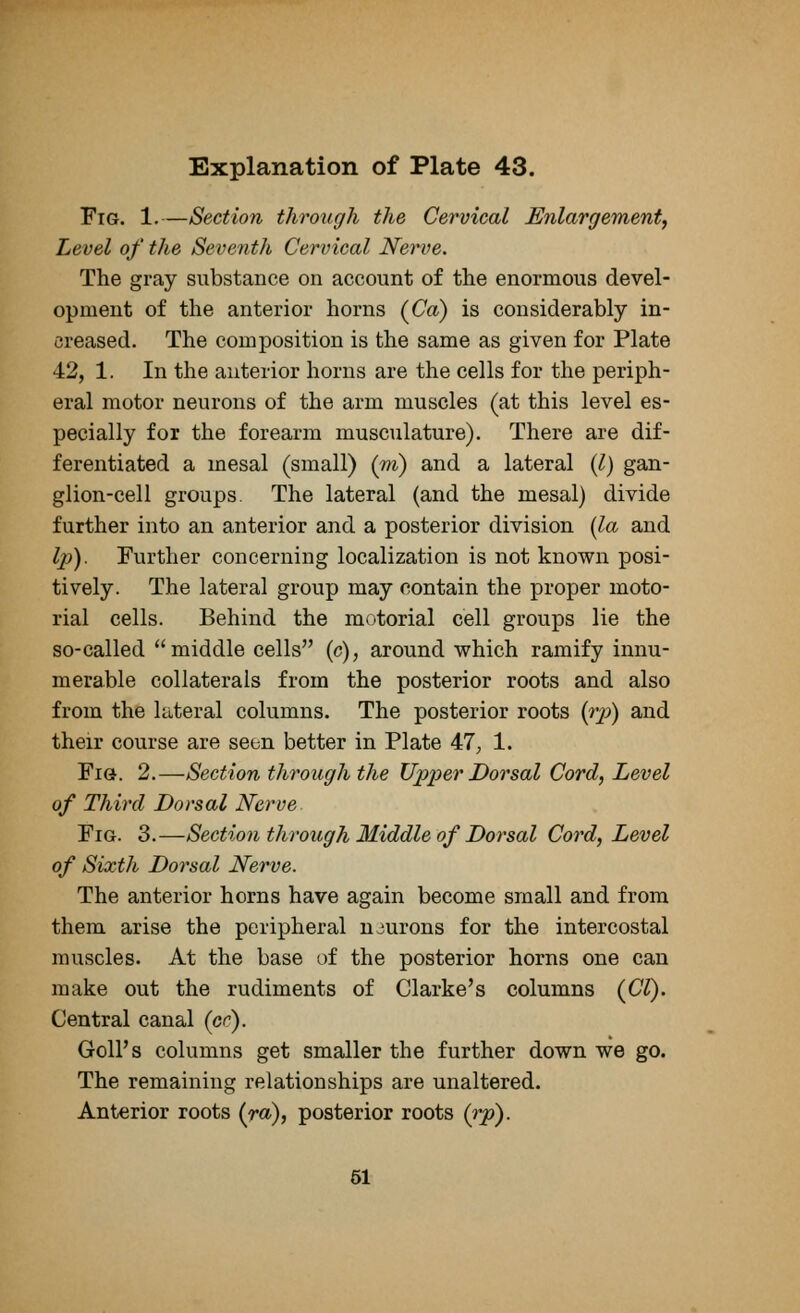 Fig. 1.—Section through the Cervical Enlargement, Level of the Seventh Cervical Nerve. The gray substance on account of the enormous devel- opment of the anterior horns (Ca) is considerably in- creased. The composition is the same as given for Plate 42, 1. In the anterior horns are the cells for the periph- eral motor neurons of the arm muscles (at this level es- pecially for the forearm musculature). There are dif- ferentiated a mesal (small) (m) and a lateral (I) gan- glion-cell groups The lateral (and the mesal) divide further into an anterior and a posterior division (la and Ip). Further concerning localization is not known posi- tively. The lateral group may contain the proper moto- rial cells. Behind the motorial cell groups lie the so-called middle cells (c), around which ramify innu- merable collaterals from the posterior roots and also from the lateral columns. The posterior roots (rp) and their course are seen better in Plate 47, 1. Fig. 2.—Section through the Upper Dorsal Cord, Level of Third Dorsal Nerve. Fig. 3.—Section through Middle of Dorsal Cord, Level of Sixth Dorsal Nerve. The anterior horns have again become small and from them arise the peripheral neurons for the intercostal muscles. At the base of the posterior horns one can make out the rudiments of Clarke's columns (CI). Central canal (cr). Goll's columns get smaller the further down we go. The remaining relationships are unaltered. Anterior roots (ra), posterior roots (rp). 51