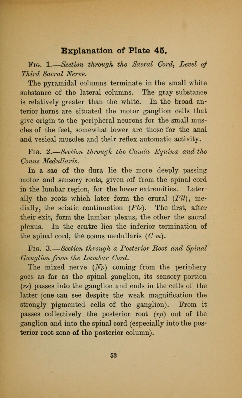 Fig. 1.—Section through the Sacral Cord, Level of Third Sacral Nerve. The pyramidal columns terminate in the small white substance of the lateral columns. The gray substance is relatively greater than the white. In the broad an- terior horns are situated the motor ganglion cells that give origin to the peripheral neurons for the small mus- cles of the feet, somewhat lower are those for the anal and vesical muscles and their reflex automatic activity. Fig. 2.—Section through the Cauda Equina and the Conus Medullaris. In a sac of the dura lie the more deeply passing motor and sensory roots, given orf from the spinal cord in the lumbar region, for the lower extremities. Later- ally the roots which later form the crural (Pll), me- dially, the sciatic continuation (Pis). The first, after their exit, form the lumbar plexus, the other the sacral plexus. In the centre lies the inferior termination of the spinal cord, the conus medullaris (C m). Fig. 3.—Section through a Posterior Root and Spinal Ganglion from the Lumbar Cord. The mixed nerve (Np) coming from the periphery goes as far as the spinal ganglion, its sensory portion (rs) passes into the ganglion and ends in the cells of the latter (one can see despite the weak magnification the strongly pigmented cells of the ganglion). From it passes collectively the posterior root (rp) out of the ganglion and into the spinal cord (especially into the pos- terior root zone of the posterior column).