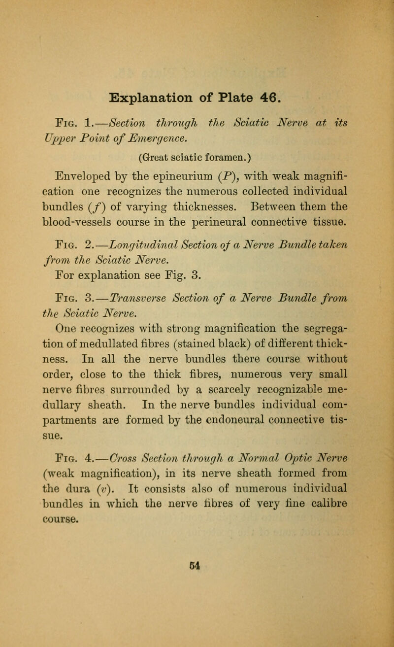 Fig. 1.—Section through the Sciatic Nerve at its Upper Point of Emergence. (Great sciatic foramen.) Enveloped by the epineurium (P), with, weak magnifi- cation one recognizes the numerous collected individual bundles (/) of varying thicknesses. Between them the blood-vessels course in the perineural connective tissue. Fig. 2.—Longitudinal Section oj a Nerve Bundle taken from the Sciatic Nerve. For explanation see Fig. 3. Fig. 3.—Transverse Section of a Nerve Bundle from the Sciatic Nerve. One recognizes with strong magnification the segrega- tion of medullated fibres (stained black) of different thick- ness. In all the nerve bundles there course without order, close to the thick fibres, numerous very small nerve fibres surrounded by a scarcely recognizable me- dullary sheath. In the nerve bundles individual com- partments are formed by the endoneural connective tis- sue. Fig. 4.—Cross Section through a Normal Optic Nerve (weak magnification), in its nerve sheath formed from the dura (>•). It consists also of numerous individual bundles in which the nerve fibres of very fine calibre course. 54