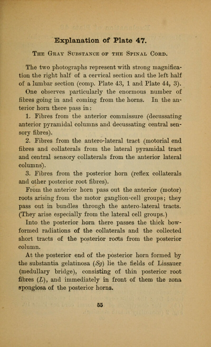 The Gray Substance op the Spinal Cord. The two photographs represent with strong magnifica- tion the right half of a cervical section and the left half of a lumbar section (comp. Plate 43, 1 and Plate 44, 3). One observes particularly the enormous number of fibres going in and coming from the horns. In the an- terior horn there pass in: 1. Fibres from the anterior commissure (decussating anterior pyramidal columns and decussating central sen- sory fibres). 2. Fibres from the antero-lateral tract (motorial end fibres and collaterals from the lateral pyramidal tract and central sensory collaterals from the anterior lateral columns). 3. Fibres from the posterior horn (reflex collaterals and other posterior root fibres). From the anterior horn pass out the anterior (motor) roots arising from the motor ganglion-cell groups; they pass out in bundles through the antero-lateral tracts. (They arise especially from the lateral cell groups.) Into the posterior horn there passes the thick bow- formed radiations of the collaterals and the collected short tracts of the posterior roots from the posterior column. At the posterior end of the posterior horn formed by the substantia gelatinosa (Sg) lie the fields of Lissauer (medullary bridge), consisting of thin posterior root fibres (L), and immediately in front of them the zona spongiosa of the posterior horns. 55