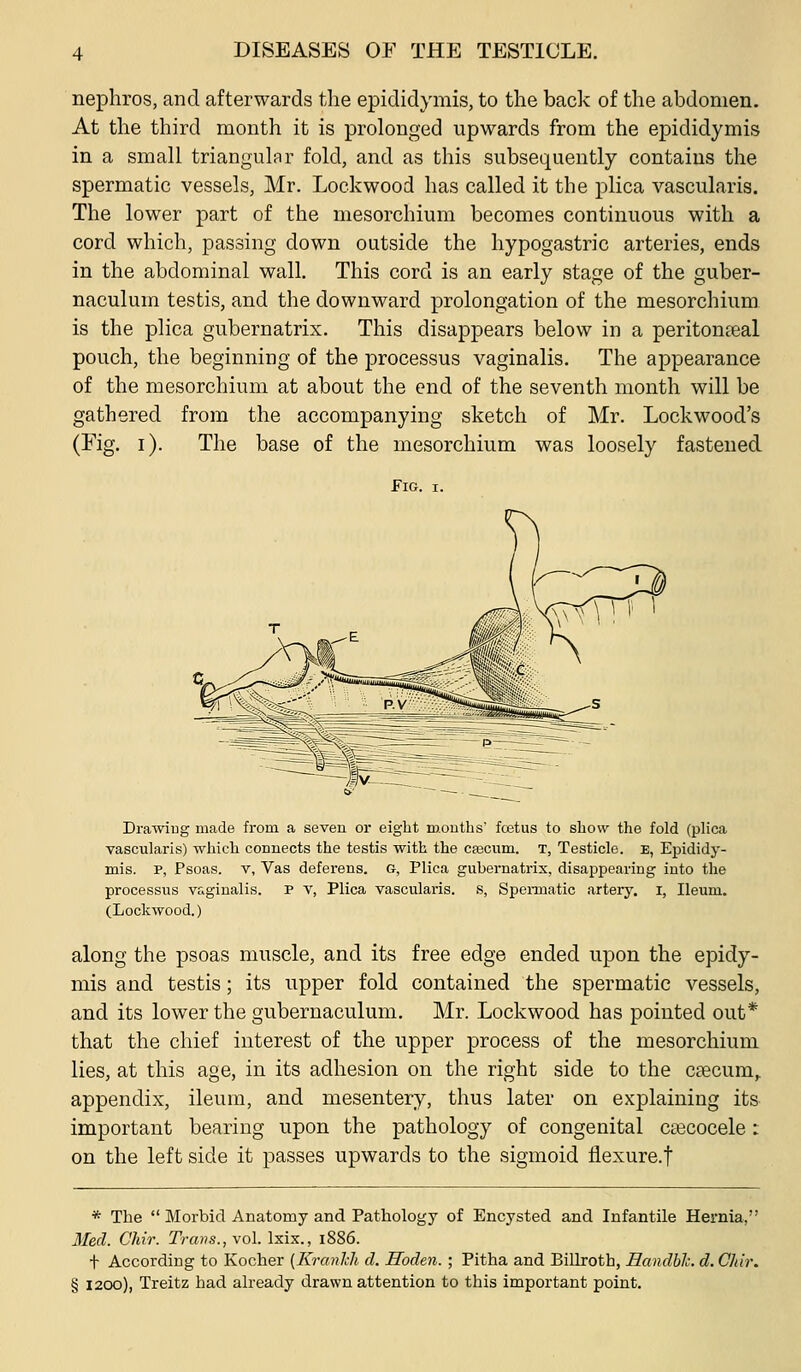 nephros, and afterwards the epididymis, to the back of the abdomen. At the third month it is prolonged upwards from the epididymis in a small triangular fold, and as this subsequently contains the spermatic vessels, Mr. Lockwood has called it the plica vascularis. The lower part of the mesorchium becomes continuous with a cord which, passing down outside the hypogastric arteries, ends in the abdominal wall. This cord is an early stage of the guber- naculum testis, and the downward prolongation of the mesorchium is the plica gubernatrix. This disappears below in a peritoneal pouch, the beginning of the processus vaginalis. The appearance of the mesorchium at about the end of the seventh month will be gathered from the accompanying sketch of Mr. Lockwood's (Fig. i). The base of the mesorchium was loosely fastened Fig. I. Drawing made from a seven or eight mouths fcetus to show the fold (plica vascularis) which connects the testis with the ca3cum. T, Testicle, e, Epididy- mis. P, Psoas. V, Vas deferens. G, Plica gubernatrix, disappearing into the processus vaginalis. P Y, Plica vascularis. S, Spenuatic artery, i, Ileum. (Lockwood.) along the psoas muscle, and its free edge ended upon the epidy- mis and testis; its upper fold contained the spermatic vessels, and its lower the gubernaculum. Mr. Lockwood has pointed out* that the chief interest of the upper process of the mesorchium lies, at this age, in its adhesion on the right side to the caecum,, appendix, ileum, and mesentery, thus later on explaining its important bearing upon the pathology of congenital cascocele: on the left side it passes upwards to the sigmoid flexure.f * The  Morbid Anatomy and Pathology of Encysted and Infantile Hernia, Med. Chir. Trans., vol. Ixix., 1886. t According to Kocher [Kranlch d. Hoden. ; Pitha and Billroth, Handbh. d. Chir. § 1200), Treitz had already drawn attention to this important point.