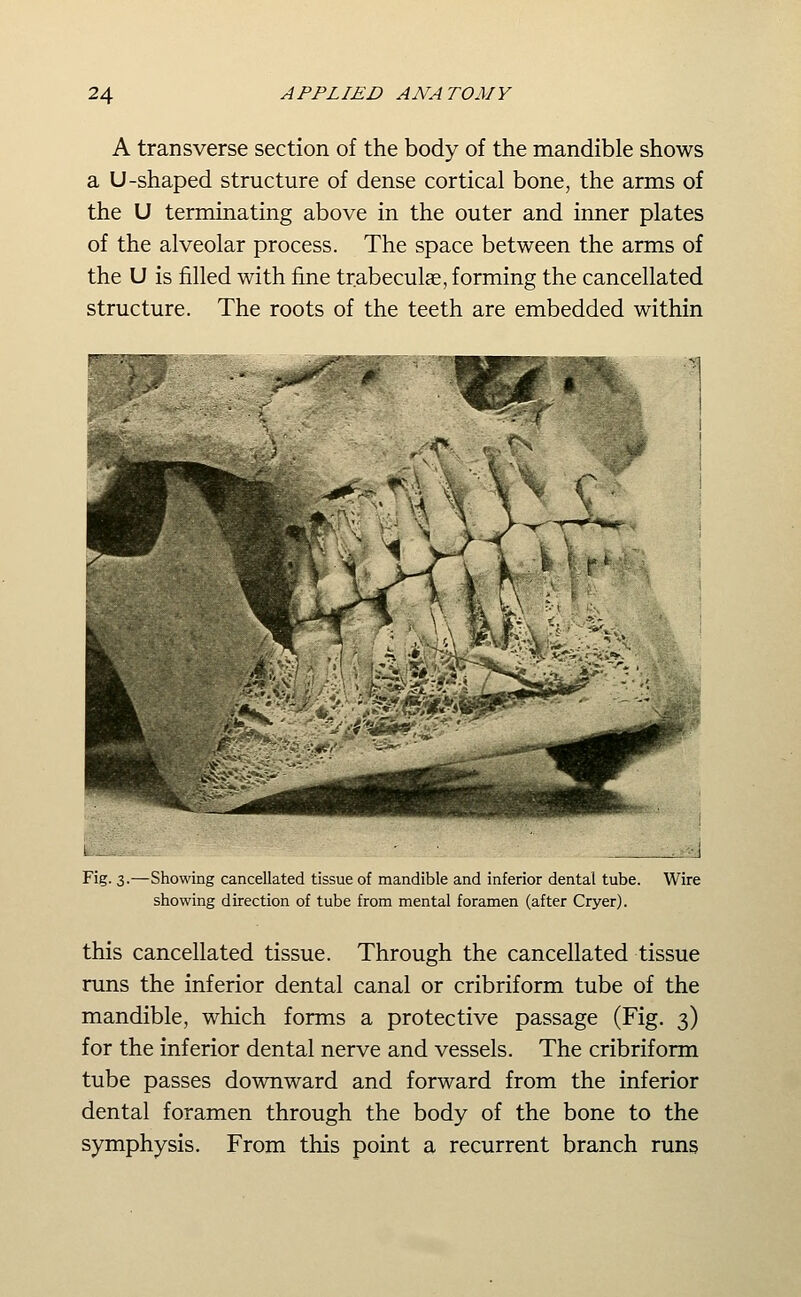 A transverse section of the body of the mandible shows a U-shaped structure of dense cortical bone, the arms of the U terminating above in the outer and inner plates of the alveolar process. The space between the arms of the U is filled with fine trabeculae, forming the cancellated structure. The roots of the teeth are embedded within L.-^._ - • Fig. 3.—Showing cancellated tissue of mandible and inferior dental tube. showing direction of tube from mental foramen (after Cryer). Wire this cancellated tissue. Through the cancellated tissue runs the inferior dental canal or cribriform tube of the mandible, which forms a protective passage (Fig. 3) for the inferior dental nerve and vessels. The cribriform tube passes downward and forward from the inferior dental foramen through the body of the bone to the symphysis. From this point a recurrent branch runs