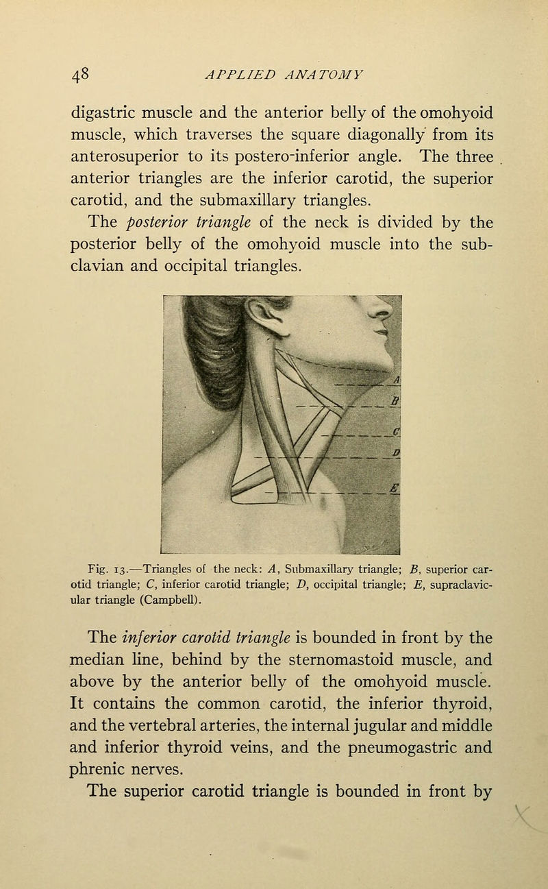 digastric muscle and the anterior belly of the omohyoid muscle, which traverses the square diagonally from its anterosuperior to its postero-inferior angle. The three anterior triangles are the inferior carotid, the superior carotid, and the submaxillary triangles. The posterior triangle of the neck is divided by the posterior belly of the omohyoid muscle into the sub- clavian and occipital triangles. Fig. 13.—Triangles of the neck: A, Submaxillary triangle; B, superior car- otid triangle; C, inferior carotid triangle; D, occipital triangle; E, supraclavic- ular triangle (Campbell). The inferior carotid triangle is bounded in front by the median Hne, behind by the sternomastoid muscle, and above by the anterior belly of the omohyoid muscle. It contains the common carotid, the inferior thyroid, and the vertebral arteries, the internal jugular and middle and inferior thyroid veins, and the pneumogastric and phrenic nerves. The superior carotid triangle is bounded in front by