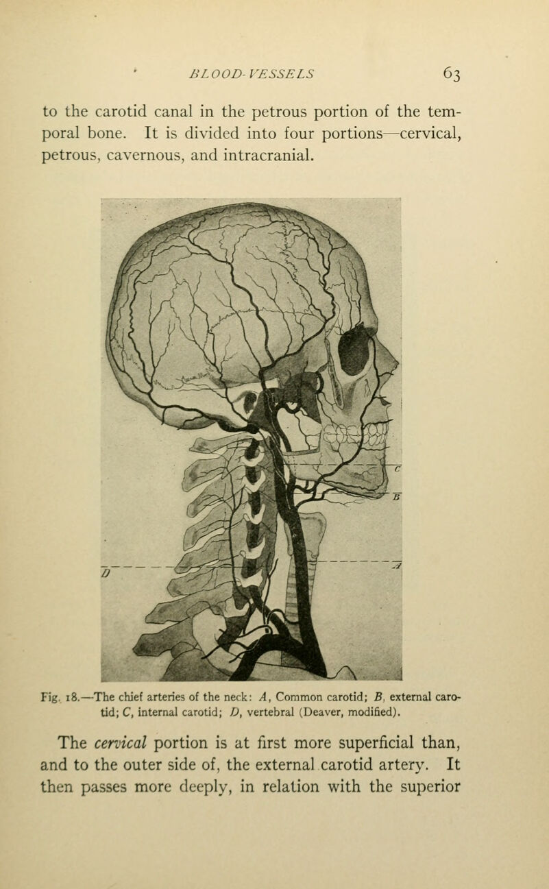 to the carotid canal in the petrous portion of the tem- poral bone. It is divided into four portions—cervical, petrous, cavernous, and intracranial. Fig. 18.—The chief arteries of the neck; A, Common carotid; B. external caro- tid; C, internal carotid; D, vertebral (Deaver, modified). The cervical portion is at first more superficial than, and to the outer side of, the external carotid artery. It then passes more deeply, in relation with the superior