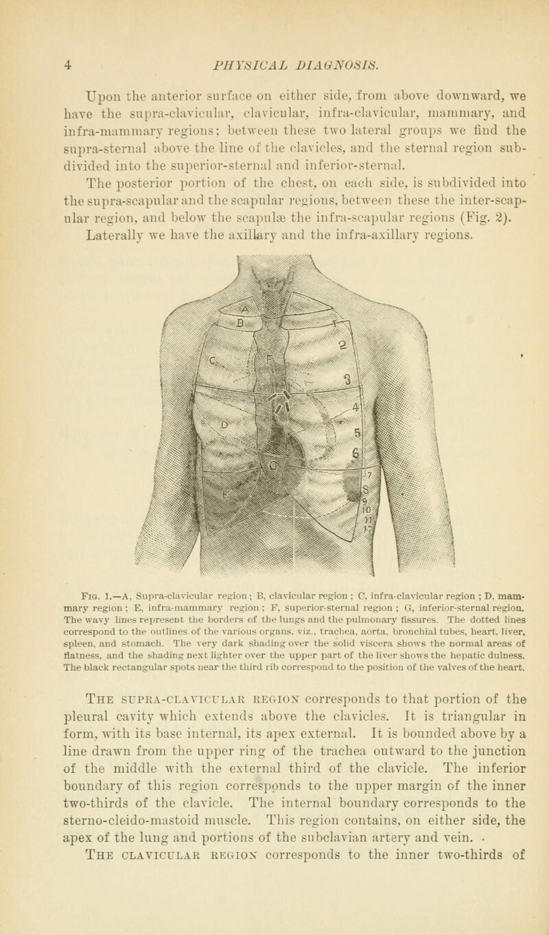 Upon the anterior surface on either side, from above downward, we have the supra-clavicular, clavicular, infra-clavicular, mammary, and infra-mammary regions: between these two lateral groups we find the supra-sternal above the line of the clavicles, and the sternal region sub- divided into the superior-sternal and inferior-sternal. The posterior portion of the chest, on each side, is subdivided into the supra-scapular and the scapular regions, between these the inter-scap- ular region, and below the scapulae the infra-scapular regions (Fig. 2). Laterally we have the axillary and the infra-axillary regions. I ....... * \ F9 4 I I 1 Fig. 1.—A, Supra-clavicular region; B, clavicular region ; C, infra-clavicular region ; D, mam- mary region ; E. infra-mammary region : F, superior-sternal region ; G, inferior-sternal region. The wavy lines represent the borders of the lungs and the pulmonary fissures. The dotted lines correspond to the outlines of the various organs, viz.. trachea, aorta, bronchial tubes, heart, liver, spleen, and stomach. The very dark shading over the solid viscera shows the normal areas of flatness, and the shading next lighter over the upper part of the liver shows the hepatic dulness. The black rectangular spots near the third rib correspond to the position of the valves of the heart. The supra-clavicular region corresponds to that portion of the pleural cavity which extends above the clavicles. It is triangular in form, with its base internal, its apex external. It is bounded above by a line drawn from the upper ring of the trachea outward to the junction of the middle with the external third of the clavicle. The inferior boundary of this region corresponds to the tipper margin of the inner two-thirds of the clavicle. The internal boundary corresponds to the sterno-cleido-mastoid muscle. This region contains, on either side, the apex of the lung and portions of the subclavian artery and vein. • The clavicular region corresponds to the inner two-thirds of