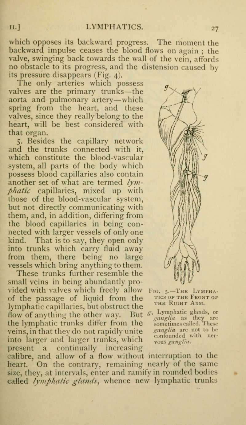 which opposes its backward progress. The iiioment the backward impulse ceases the blood Hows on again ; the valve, swinging back towards the wall of the vein, affords no obstacle to its progress, and the distension caused by its pressure disappears (Fig. 4). The only arteries which possess valves are the primary trunks—the aorta and pulmonary artery—which spring from the heart, and these valves, since they really belong to the heart, will be best considered with that organ. 5. Besides the capillary network and the trunks connected with it, which constitute the blood-vascular system, all parts of the body which possess blood capillaries also contain another set of what are termed lyin- pJiatic capillaries, mixed up with those of the blood-vascular system, but not directly communicating with them, and, in addition, differing from the blood capillaries in being con- nected with larger vessels of only one kind. That is to say, they open only into trunks which carry fluid away from them, there being no large vessels which bring anything to them. These trunks further resemble the small veins in being abundantly pro- A ided with valves which freely allow of the passage of liquid from the lymphatic capillaries, but obstruct the flow of anything the other way. But the lymphatic trunks differ from the veins, in that they do not rapidly unite into larger and larger trunks, which present a continually increasing calibre, and allow of a flow without heart. On the contrary, remaining size, they, at intervals, enter and ramify in rounded bodies called ly'DipJiatk glands, whence new lymphatic trunks 5.—Thk Lvmi'H.\- Tics OF THE Front of THE RinHT Arm. g. Lymphatic glands, or gangiiii as they are sometimes called. 'I'hes*- gaugiia are not to !)<• canfounded with \\c\- \ou^ gn»g//ii. interruption to the nearly of the same