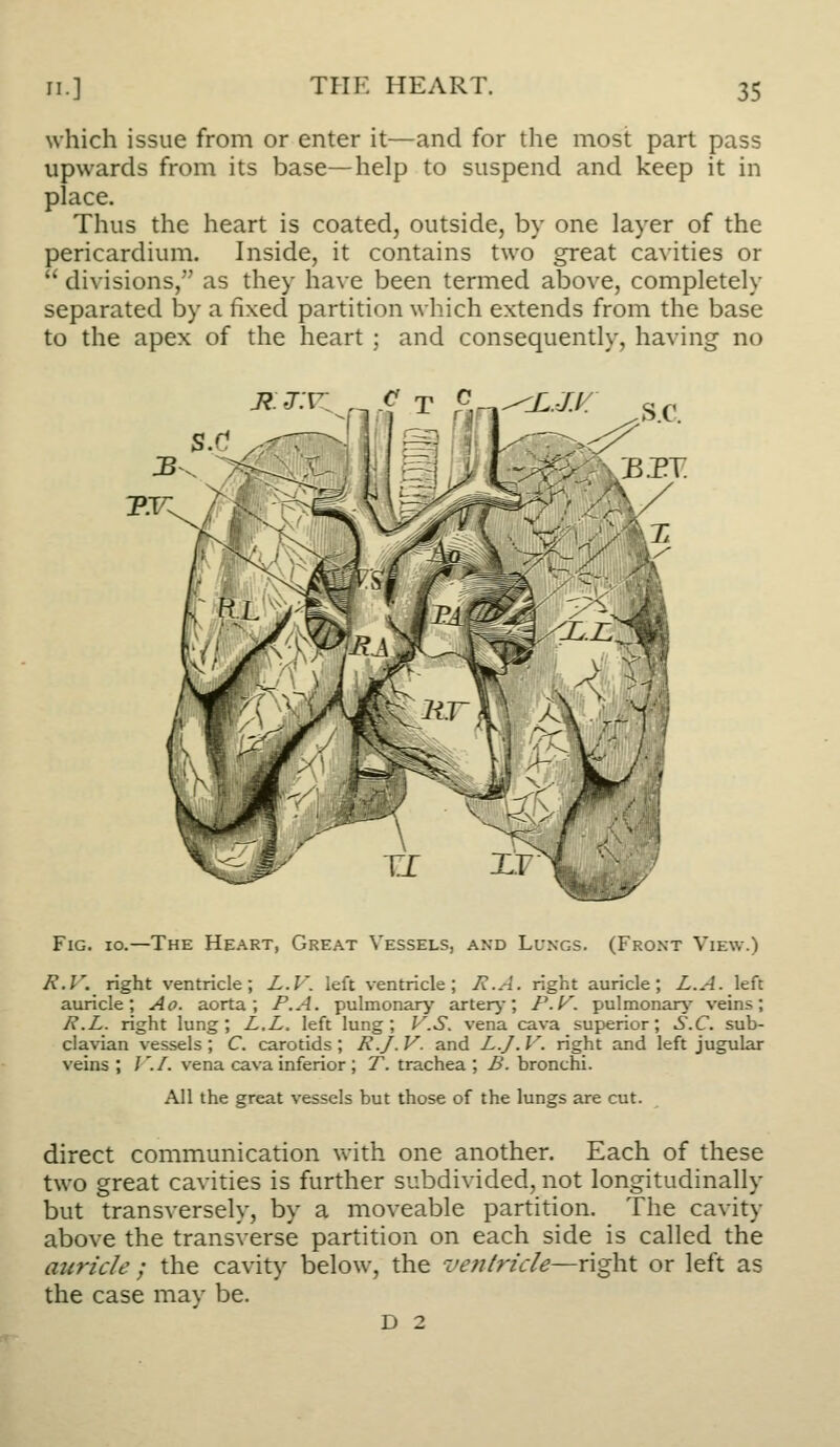 which issue from or enter it—and for the most part pass upwards from its base—help to suspend and keep it in place. Thus the heart is coated, outside, by one layer of the pericardium. Inside, it contains two great cavities or  divisions, as they have been termed above, completely separated by a fixed partition which extends from the base to the apex of the heart ; and consequently, having no j?.J.'r: ^c X c. -j:.j.i{ B.ET Fig. io.—The Heart, Great Vessels, and Ll'ngs. (Front View.) H.l'. right ventricle; Z.F. left ventricle; J\.A. right auricle; L.A. left auricle; Ao. aorta; P. A. pulmonary arterj; P.f^. pulmonarj- veins; I^.L. right lung; L.L. left lung; V.S. vena cava superior; S.C. sub- clavian vessels; C. carotids ; 7?./. V. and L.J. V. right and left jugular veins ; /'./. vena cava inferior ; T. trachea ; B. bronchi. All the great vessels but those of the lungs are cut. direct communication with one another. Each of these two great cavities is further subdivided, not longitudinally but transversely, by a moveable partition. The cavity above the transverse partition on each side is called the auricle ; the cavity below, the vejitride—right or left as the case may be. D 2