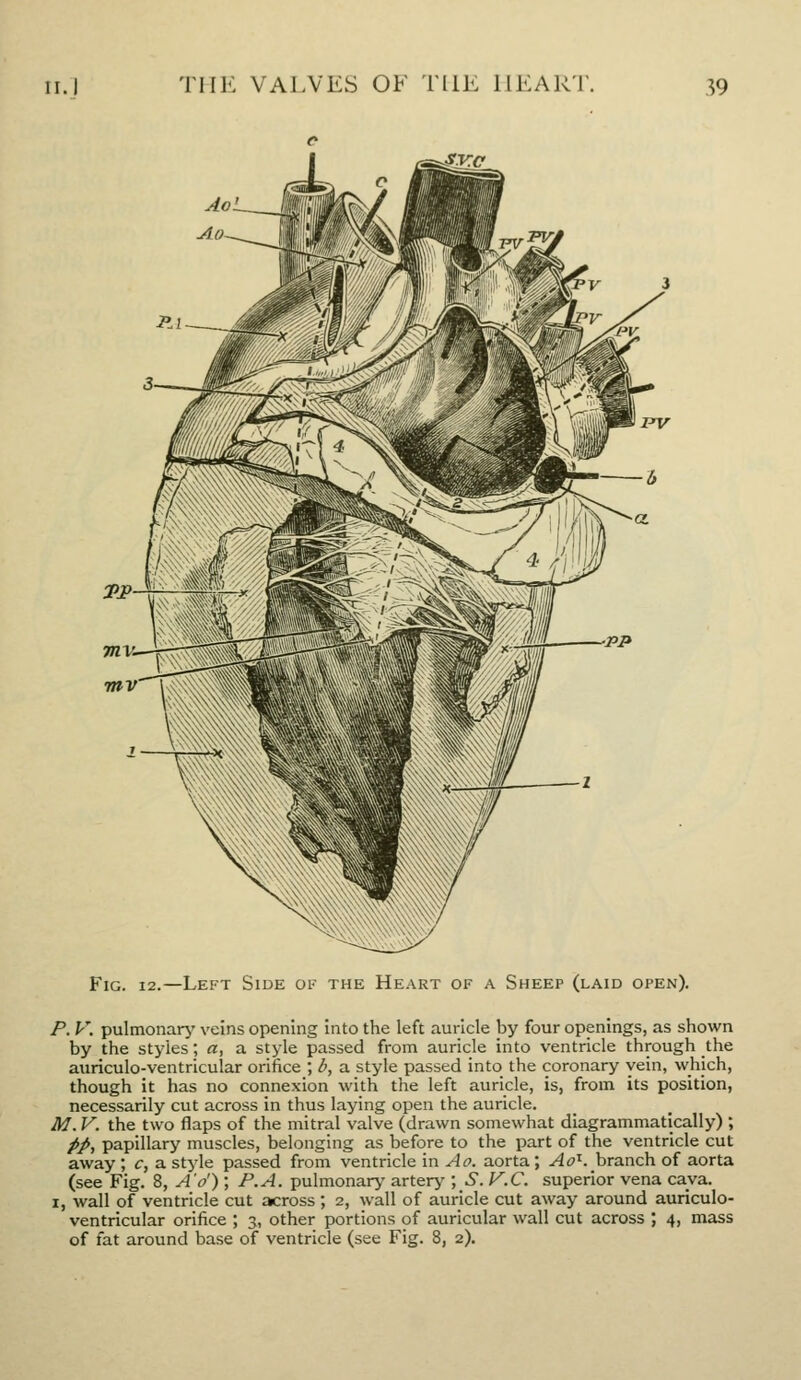 Fig. 12.—Left Side of the He.\rt of a Sheep (laid open). P. V. pulmonarj' veins opening into the left auricle by four openings, as shown by the styles; a, a style passed from auricle into ventricle through the auriculo-ventricular orifice ; b, a style passed into the coronary vein, vvhlch, though it has no connexion with the left auricle, is, from its position, necessarily cut across in thus laying open the auricle. M. V. the two flaps of the mitral valve (drawn somewhat diagrammatically) ; />/, papillary muscles, belonging as before to the part of the ventricle cut away ; c, a stj^le passed from ventricle in Ao. aorta; .(4^^. branch of aorta (see Fig. 8, A'o') ; P.A. pulmonarj' artery'; .S. V.C. superior vena cava. I, wall of ventricle cut across ; 2, wall of auricle cut away around auriculo- ventricular orifice ; 3, other portions of auricular wall cut across ; 4, mass of fat around base of ventricle (see Fig. 8, 2).