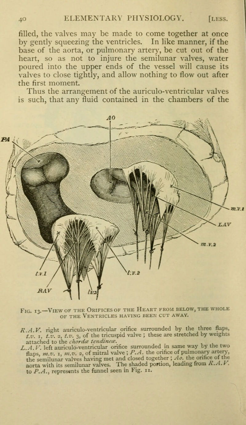 filled, the valves may be made to come together at once by gently squeezing the ventricles. In like manner, if the base of the aorta, or pulmonary artery, be cut out of the heart, so as not to injure the semilunar valves, water poured into the upper ends of the vessel will cause its valves to close tightly, and allow nothing to flow out after the first moment. Thus the arrangement of the auriculo-ventricular valves is such, that any fluid contained in the chambers of the AO FA<, m.v.t JLAV Fig. -View of the Orifices of the Heart from below, the whole OF THE Ventricles having been cut away. R.A.V. right auriculo-ventricular orifice surrounded by the three flaps, t.v. i, t.v. 2, t.v. 3, of the tricuspid valve ; these are stretched by weights attached to the chorda tenditu-o'. L A. v. left auriculo-ventricular orifice surrounded in same way by the two flaps, 7n.z'. I, 7n.v. 2, of mitral valve ; P.A. the orifice of pulmonary artery, the semilunar valves having met and closed together ; Ao. the orifice of the aorta with its semilunar valves. The shaded portion, leading from R.A.V. to P.A., represents the funnel seen in Fig. 11.