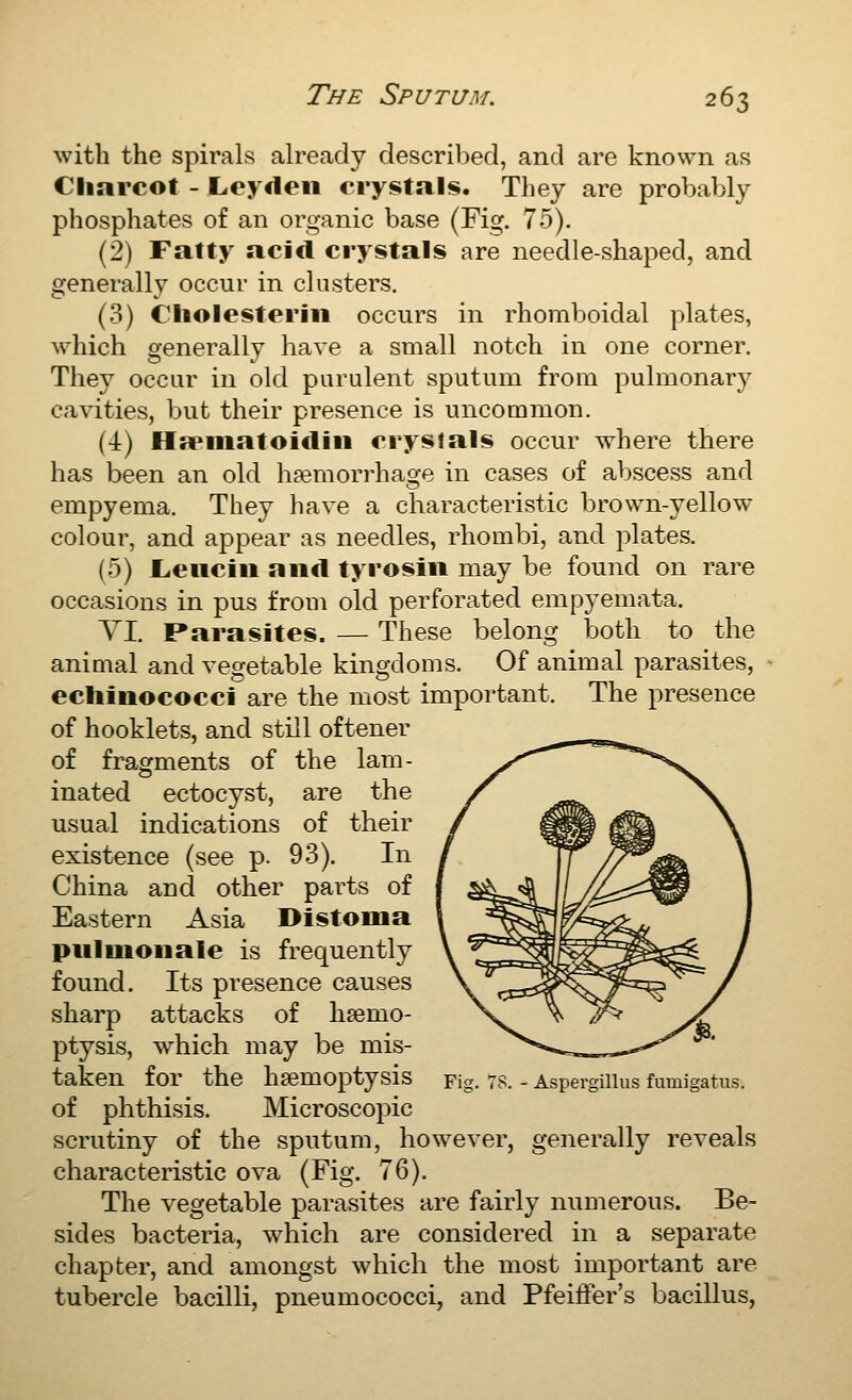 with the spirals already described, and are known as Cliarcot - Leydeii crystals. They are probably phospliates of an organic base (Fig. 75). (2) Fatty acid crystals are needle-shaped, and generally occur in clusters. (3) C'liolesteriii occurs in rhomboidal plates, which generally have a small notch in one corner. They occur in old purulent sputum from pulmonary cavities, but their presence is uncommon. (4) Hppiiiatoidiii crystals occur where there has been an old hpemorrhage in cases of abscess and empyema. They have a characteristic brown-yellow colour, and appear as needles, rhombi, and plates. (5) L.eiiciii and tyrosiii may be found on rare occasions in pus from old perforated empyemata. VI. Parasites. — These belong both to the animal and vegetable kingdoms. Of animal parasites, ecliinococci are the most important. The presence of booklets, and still oftener of fragments of the lam- inated ectocyst, are the usual indications of their existence (see p. 93). In China and other parts of Eastern Asia Distoma pulmonale is frequently found. Its presence causes sharp attacks of haemo- ptysis, which may be mis- taken for the haemoptysis of phthisis. Microscopic scrutiny of the sputum, however, generally reveals characteristic ova (Fig. 76). The vegetable parasites are fairly numerous. Be- sides bacteria, which are considered in a separate chapter, and amongst which the most important are tubercle bacilli, pneumococci, and Pfeiffer's bacillus, Fig. 7S. - Aspei'gillus fumigatus.