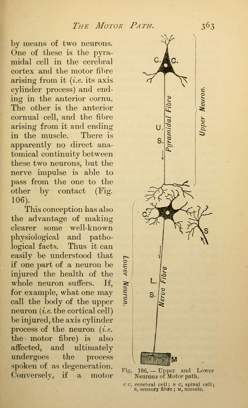 by means of two neurons. One of these is tlie pyra- midal cell in the cerebral cortex and the motor fil)re arising from it {i.e. its axis cylinder process) and end- ing in the anterior cornu. The other is the anterior cornual cell, and the fibre arising from it and ending in the muscle. There is apparently no direct ana- tomical continuity between these two neurons, but the nerve impulse is able to pass from the one to the other by contact (Fig. 106). This conception has also the advantage of making clearer some well-known physiological and patho- logical facts. Thus it can easily be understood that if one part of a neuron be injured the health of the Tvhole neuron suffers. If, for example, what one may call the body of the upper neuron [i.e. the cortical cell) be injured, the axis cylinder process of the neuron [i.e. the motor fibre) is also affected, and ultimately undergoes the process spoken of as degeneration. Conversely, if a motor c: Fii^. 106. — Upper and Lower Neurons of Motor patli. c c, cerebral cell; s c, spinal cell; s, sensory fibre; 31, muscle.