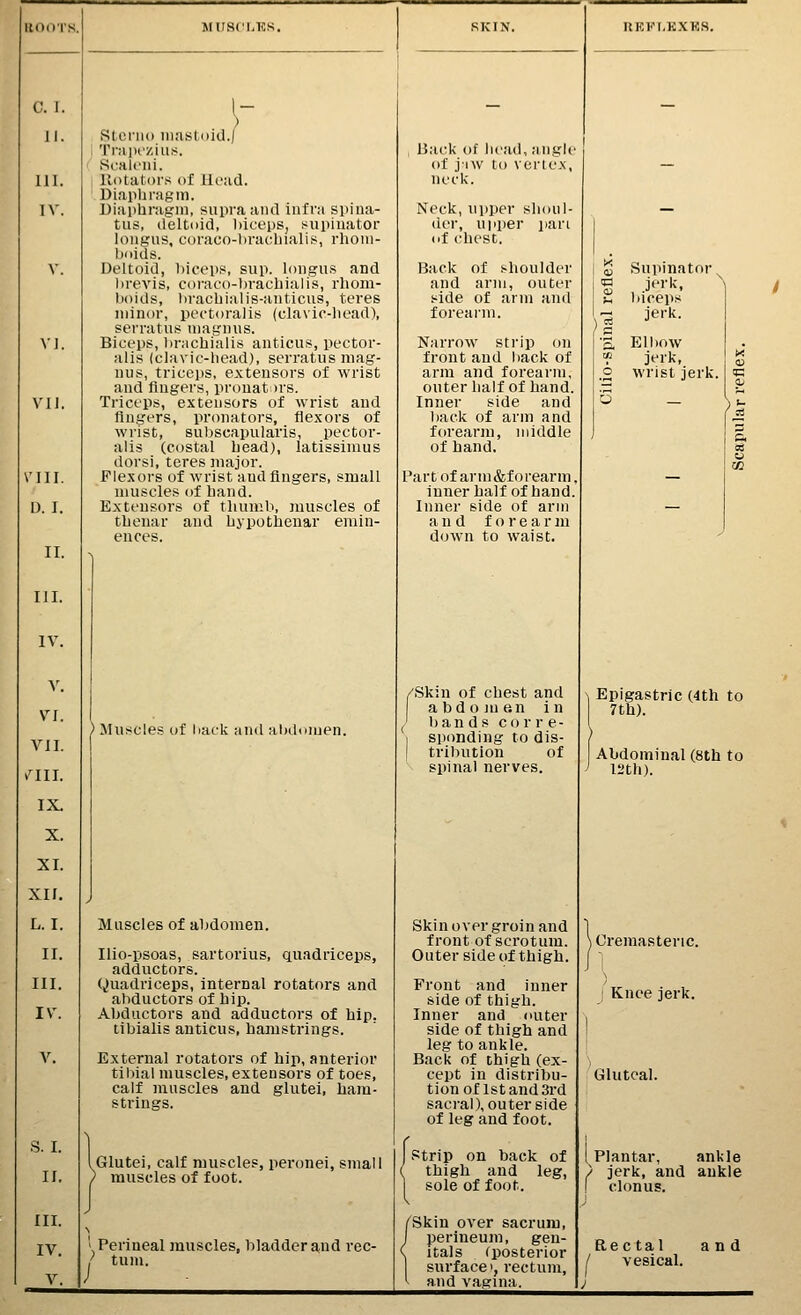 Jl. 111. IV. VJ. Vll. VIII. D. I. II. IJI. IV. y. Vf. VII. V^III. IX. X. XI. XII. L. I. II. III. IV. V. .S. I. II. III. IV. V. WU.sci.ics. Slonio iiia.st(>icl.| 'l'r;i])i'y,ius. Sc.Hlciii. llotalors of Ucud. Diapliragin. Diaiibragin, supra ami infra spiua- tiis, deltoid, biceps, supinator loiigus, coraco-bracbialis, rbom- boids. Deltoid, biceps, sup. longus and brevis, coraco-ljracblalis, rbom- boids, bracbialis-aiiticus, teres minor, pectoraJis (clavic-bead), serratu.s magnus. Biceps, l)racliialis anticus, pector- alis (clavic-head), serratusmag- nus, triceps, extensors of wrist and fingers, pronat )rs. Triceps, extensors of wrist and fingers, pronators, flexors of wrist, subscapularis, pector- alis (costal bead), latissimus dorsi, teres major. Flexors of wrist and fingers, small muscles of band. Extensors of tbunib, muscles of tbenar and bypotbenar emin- ences. ' Muscles of back and abdomen. Muscles of abdomen. Ilio-psoas, sartorius, quadriceps, adductors. Quadriceps, internal rotators and abductors of hip. Abductors and adductors of hip. tibialis anticus, hamstrings. External rotators of hip, anterior tiliial muscles, extensors of toes, calf muscles and glutei, ham- strings. .Glutei, calf muscles, peronei, small ) muscles of foot. I Perineal muscles, bladder and rec- / turn. , Back of bead, angle of j-iw to vertex, neck. Nock, upper shoul- der, u|iper ]iari of chest. Back of shoulder and arm, outer side of arm and forearm. Narrow strip on front and back of arm and forearm, outer half of hand. Inner side and l)ack of arm and forearm, middle of hand. Part of arm&forearm, inner half of hand. Inner side of arm and forearm down to waist, ItKKI.KXKS. /Skin of chest and abdo]ue.n in bands cor r e- sponding to dis- tribution of N spinal nerves. Skin over groin and front of scrotum. Outer side of thigh. Front and inner side of thigh. Inner and outer side of thigh and leg to ankle. Back of Dhigh (ex- cept in distribu- tion of 1st and 3rd sacral), outer side of leg and foot. strip on back of thigh and leg, sole of foot. Skin over sacrum, perineum, gen- itals (posterior surface!, rectum, and vagina. Supinator. jerk, l)iceps jerk. Elbow jerk, wrist jerk. Epigastric (4th to 7th). Abdominal (8th to ) inh). Cremasteric. Knee jerk. Gluteal. Plantar, ankle > jerk, and ankle clonus. Rectal / vesical. and