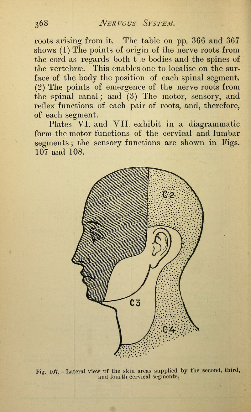 roots arising from it. Tlie table on pp. 366 and 367 shows (1) The points of origin of the nerve roots from the cord as regards both tne bodies and the spines of the vertebrae. This enables one to localise on the sur- face of the body the position of each spinal segment. (2) The points of emergence of the nerve roots from the spinal canal; and (3) The motor, sensory, and reflex functions of each pair of roots, and, therefore, of each segment. Plates VI. and VII. exhibit in a diagrammatic form the motor functions of the cervical and lumbar segments; the sensory functions are shown in Figs. 107 and 108. Fig. 107. - Lateral view-of the skin areas supplied by tlie second, third, and fourth cervical segments.