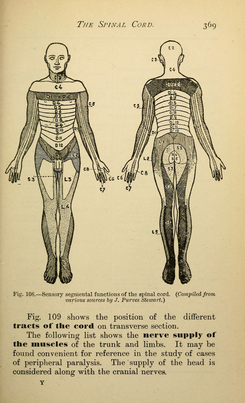 Fig. 108.—Sensory segmental functions of the spinal cord. {Compiled from variov^ sources hy J. Purves Stewart.) Fig. 109 shows the position of the different tracts of the cord on transverse section. Tlie following list shows the nerve supply of the muscles of the trunk and limbs. It may be found convenient for reference in the study of cases of periplieral paralysis. The supply of the head is considered along with the cranial nerves.