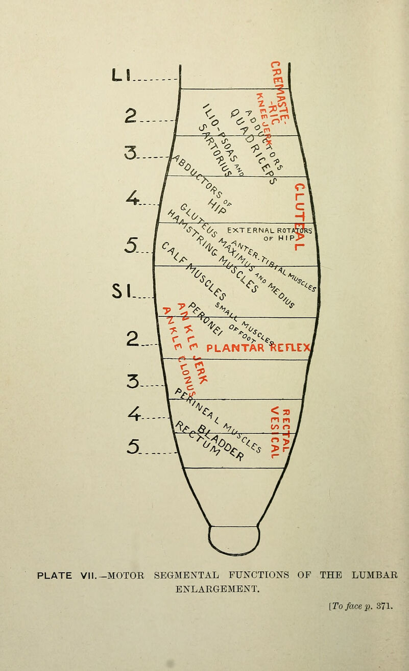 •^>^ ^ (/ -«, /U ^ OF HIP. PLATE VII.—MOTOR SEGMENTAL FUNCTIONS OF THE LUMBAR ENLARGEMENT. [To face p. 371.