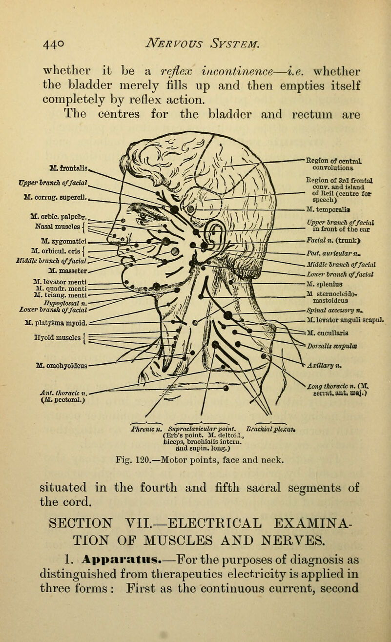 whether it be a reflex incontinence—i.e. whether the bladder merely fills up and then empties itself completely by reflex action. The centres for the bladder and rectum are HL frontalis Vppir Iraneh o/faeial il. corrag. superoil. M, orbic. palpelir. ITasal muscles | M. zygomatici M. orbioul. oris •[ Ifiddle branch qffacial H. masseter M. levator mentl M. qnadr. meuti 2i. triang. menti Hypoglossal n. Lover braiuh of facial 'il. platysma myoid. nyoid muscles | IkL omohyoideus Ant. thoracic n. (i&L pectoral.) Region of central conTolutiona Region of 3rd frontal conr. and island of Reil (centre fair speech) M. temporalis Upper branch of facial in front of the ear Facia/ n. (trunk) Post, auricular n, ifiddle branch of facial Loicer branch (iffacial M. splenias 51 sternocleido- mastoideu3 Spinal accessory ru. il. levator anguli scapuJ. 51. cucuUaria Dorsalis scapuice Axillary n. Zong thoracic n. (IL Eerrat.aut.maj.) fhrenien. Supraclavicular point. Brachial plexvtt (Erb's point. M. deltoi.l., biceps, brachialis intern, and supin. long.) Fig. 120.—Motor points, face and neck. situated in the fourth and fifth sacral segments of the cord. SECTION YIL—ELECTRICAL EXAMINA- TION OF MUSCLES AND NERVES. 1. Apparatus.—For the purposes of diagnosis as distinguished from therapeutics electricity is applied in three forms : First as the continuous current, second
