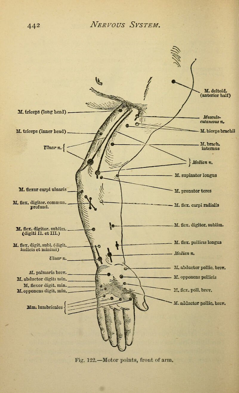 11. triceps (long Lead) VL triceps (inner head) Ulnar n, | M. flexor carpi nlnaris IL flex, digitor. commun, profund. M, flex, digitor. snbUm. (digiti II. et IIL) M. flex, digit, subl. (digit, iudicis et minimi) Ulnar n. Jll. palmaris brev. M. abductor digiti Tiiin. M. flexor digit, min. 2L opponeus digit, rniu. 21m. lombricoles -I M. deltoid, (anterior half) Mvxulo- euXaneous n, ]^ biceps brachii M.brach. intemas I Median n, M. Enpinator longns M. pronator teres M. flex, carpi radialls U. flex, digitor. sublim. M. flex, pollicis longua Median n. II. abductor pollic. brcT. M. opponens pollicis H. flex. poll. brcv. ill. adductor pollic. brev. Fig. 122.—Motor points, front of arm.