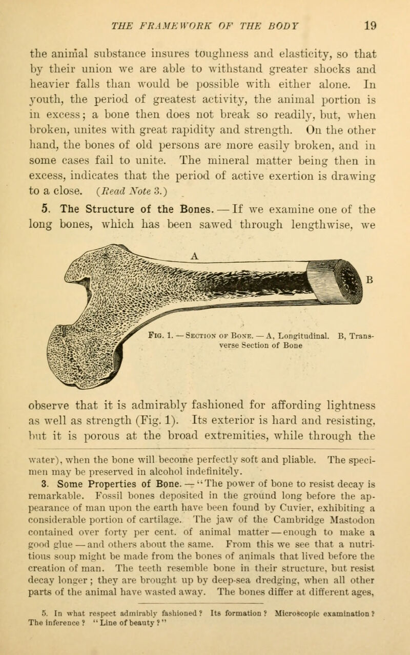 the animal substance insures toughness and elasticity, so that by their union we are able to withstand greater shocks and heavier falls than would be possible with either alone. In youth, the period of greatest activity, the animal portion is in excess; a bone then does not break so readily, but, when broken, unites with great rapidity and strength. On the other hand, the bones of old persons are more easily broken, and in some cases fail to unite. The mineral matter being then in excess, indicates that the period of active exertion is drawing to a close. (Bead Note 3.) 5. The Structure of the Bones. — If we examine one of the long bones, which has been sawed through lengthwise, we Fig. 1. — Section- of Bone. — A, Longitudinal. B, Trans- verse Section of Bone observe that it is admirably fashioned for affording lightness as well as strength (Fig. 1). Its exterior is hard and resisting. but it is porous at the broad extremities, while through the water), when the bone will become perfectly soft and pliable. The speci- men may be preserved in alcohol indefinitely. 3. Some Properties of Bone. — The power of bone to resist decay is remarkable. Fossil bones deposited in the ground long before the ap- pearance of man upon the earth have been found by Cuvier, exhibiting a considerable portion of cartilage. The jaw of the Cambridge Mastodon contained over forty per cent, of animal matter — enough to make a good glue — ami others about the same. From this we see that a nutri- tious BOup might lie made from the bones of animals that lived before tin creation of man. The teeth resemble bone in their structure, but resist decay longer; they are brought up by deep-sea dredging, when all other parts of the animal have wasted away. The bones differ at different ages, 5. In what respect admirably fashioned? Its formation? Microscopic examination? The inference ?  Line of beauty ?
