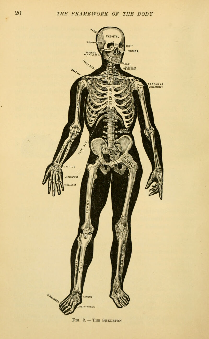 Fig. 2.—The Skeleton