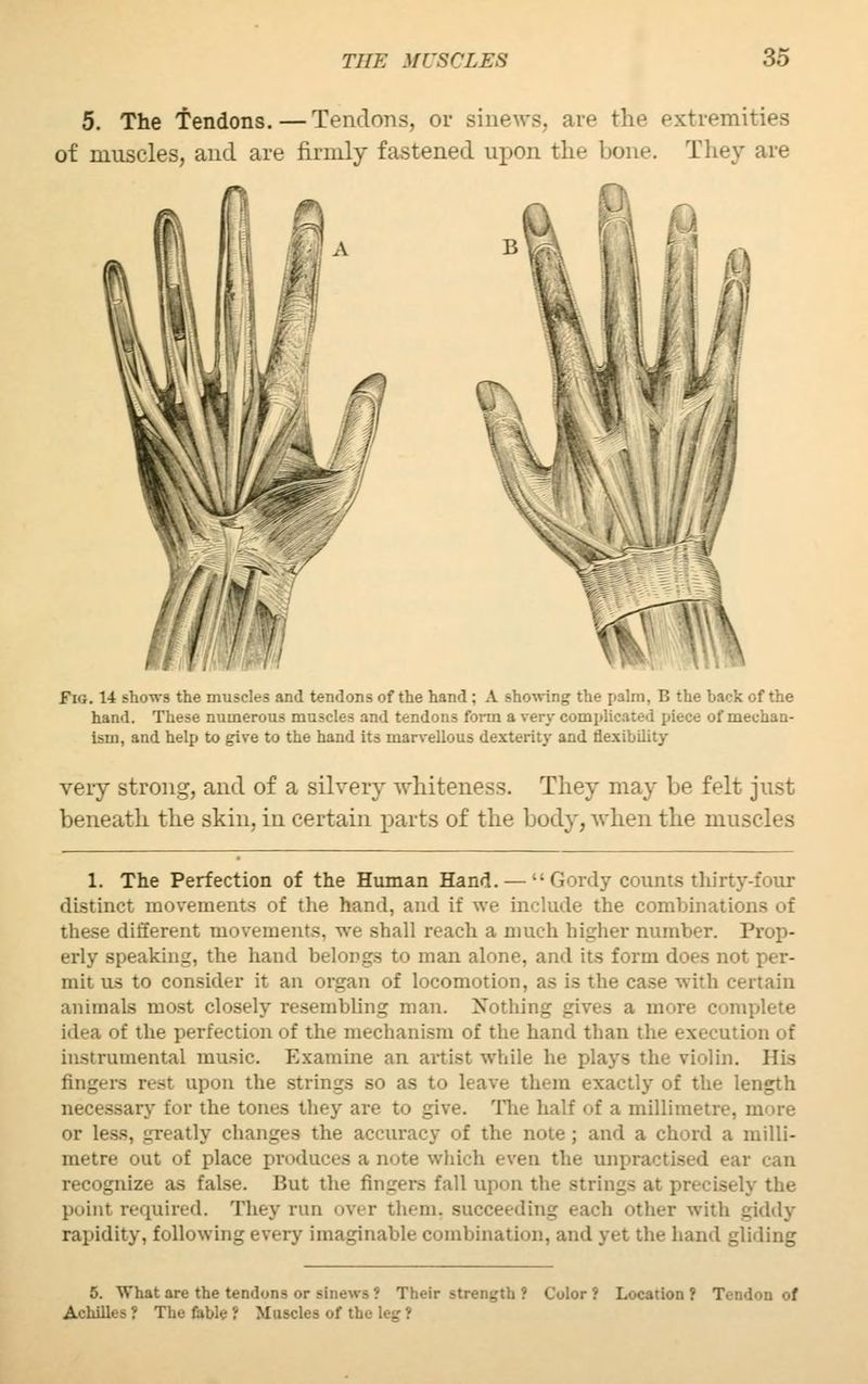 5. The Tendons. — Tendons, or sinews, are the extremities of muscles, and are firmly fastened upon the bone. They are W Fig. 14 shows the muscles and tendons of the hand ; A showing the palm, B the back of the hand. These numerous muscles and tendons form a very complicated piece of mechan- ism, and help to give to the hand its marvellous dexterity and flexibility very strong, and of a silvery whiteness. They may be felt just beneath the skin, in certain parts of the body, when the muscles 1. The Perfection of the Human Hand. — Gordy counts thirty-four distinct movements of the hand, and if we include the combinations of these different movements, we shall reach a much higher number. Prop- erly speaking, the hand belongs to man alone, and its form does not per- mit us to consider it an organ of locomotion, as is the case -with certain animals most closely resembling man. Nothing gives a more complete idea of the perfection of the mechanism of the hand than the execution of instrumental music. Examine an artist while he plays the violin. His fingers rest upon the strings so as to leave them exactly of the length necessary for the tones they are to give. The half of a millimetre, more or less, greatly changes the accuracy of the note ; and a chord a milli- metre out of place produces a note which even the unpractised ear can recognize as false. But the fingers fall upon the strings at precisely the point required. They run over them, succeeding each other with ^iddy rapidity, following every imaginable combination, and yet the hand gliding 5. What are the tendons or sinews ? Their strength ? Color ? Location ? Tendon of Achilles ? The fable ? Muscles of the