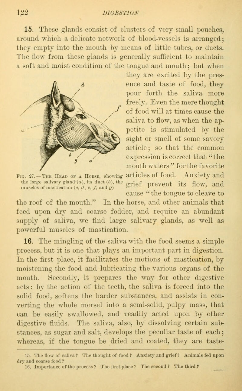 15. These glands consist of clusters of very small pouches, around which a delicate network of blood-vessels is arranged; they empty into the mouth by means of little tubes, or ducts. The flow from these glands is generally sufficient to maintain a soft and moist condition of the tongue and mouth; but when they are excited by the pres- ence and taste of food, they pour forth the saliva more freely. Even the mere thought of food will at times cause the saliva to flow, as when the ap- >etite is stimulated by the sight or smell of some savory article; so that the common expression is correct that  the mouth waters  for the favorite Fig. 27. —The Head of a Horse, showing articles of food. Anxiety and the large salivary glanch(o), its duet (6), the ~r\pf nrpvenr its flow qnrl muscles of mastication (c, tf, «,/, and g) Sliet Pie^ent; lts now> ana cause  the tongue to cleave to the roof of the mouth. In the horse, and other animals that feed upon dry and coarse fodder, and require an abundant supply of saliva, we find large salivary glands, as well as powerful muscles of mastication. 16. The mingling of the saliva with the food seems a simple process, but it is one that plays an important part in digestion. In the first place, it facilitates the motions of mastication, by moistening the food and lubricating the various organs of the mouth. Secondly, it prepares the way for other digestive acts: by the action of the teeth, the saliva is forced into the solid food, softens the harder substances, and assists in con- verting the whole morsel into a semi-solid, pulpy mass, that can be easily swallowed, and readily acted upon by other digestive fluids. The saliva, also, by dissolving certain sub- stances, as sugar and salt, develops the peculiar taste of each; whereas, if the tongue be dried and coated, they are taste- 15. The flow of saliva ? The thought of food f Anxiety and grief f Animals fed upon dry :u)(\ coarse food ': 1G. Importance of the process? The first place'/ The second ? The third ?