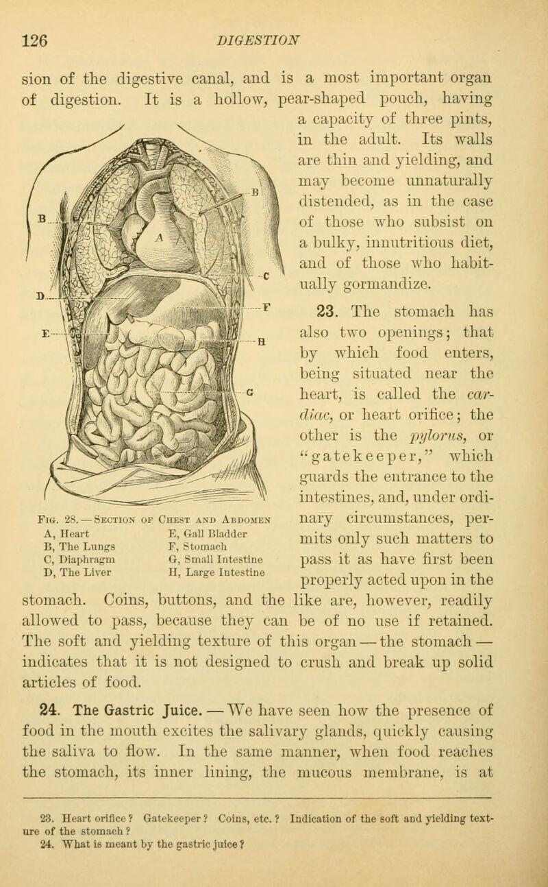 sion of the digestive canal, and is a most important organ of digestion. It is a hollow, pear-shaped pouch, having a capacity of three pints, in the adult. Its walls are thin and yielding, and may become unnaturally distended, as in the case of those who subsist on a bulkyj innutritions diet, and of those who habit- ually gormandize. 23. The stomach has also two openings; that by which food enters, being situated near the heart, is called the car- diac, or heart orifice; the other is the pylorus, or '•'gatekeeper,'' which guards the entrance to the intestines, and, under ordi- nary circumstances, per- mits only such matters to pass it as have first been properly acted upon in the stomach. Coins, buttons, and the like are, however, readily allowed to pass, because they can be of no use if retained. The soft and yielding texture of this organ — the stomach — indicates that it is not designed to crush and break up solid articles of food. 24. The Gastric Juice. — We have seen how the presence of food in the mouth excites the salivary glands, quickly causing the saliva to flow. In the same manner, when food reaches the stomach, its inner lining, the mucous membrane, is at Fig. 28. — Section of A, Heart B, The Lungs C, Diaphragm D, The Liver ro Abdomen E, Gall Bladder F, Stomach G, Small Intestine H, Large Intestine 23. Heart orifice ? Gatekeeper ? Coins, etc. ? Indication of the soft and yielding text- ure of the stomach } 24. What is meant by the gastric juice ?