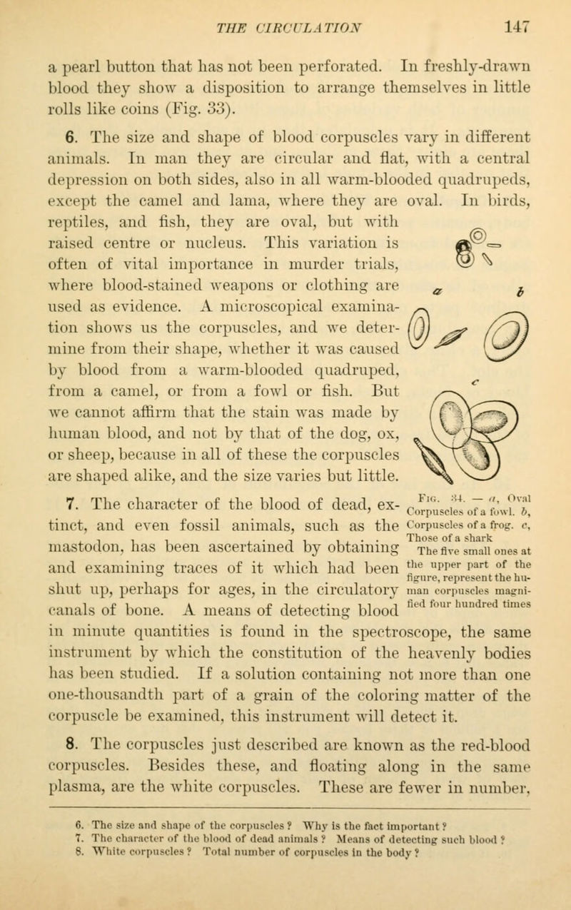 a pearl button that has not been perforated. In freshly-drawn blood they show a disposition to arrange themselves in little rolls like coins (Fig. 33). 6. The size and shape of blood corpuscles vary in different animals. In man they are circular and flat, with a central depression on both sides, also in all warm-blooded quadrupeds. except the camel and lama, where they are oval. In birds, reptiles, and fish, they are oval, but with raised centre or nucleus. This variation is ©T often of vital importance in murder trials, ©> ^ where blood-stained weapons or clothing are a b used as evidence. A microscopical examina- tion shows us the corpuscles, and we deter- mine from their shape, whether it was caused by blood from a warm-blooded quadruped, from a camel, or from a fowl or fish. But we cannot affirm that the stain was made by human blood, and not by that of the dog, ox, or sheep, because in all of these the corpuscles are shaped alike, and the size varies but little. 7. The character of the blood of dead, ex- Co tiint. and even fossil animals, such as the Corpuscles of a frog. <•, , , , , • t i i , • ■ Those of a shark mastodon, has been ascertained by obtaining The Ave small ones at and examining traces of it which had been !he uwer Part of the ° figure, represent thehu- shut up, perhaps for ages, in the circulatory man corpuscles magni- canals of bone. A means of detecting blood fied four hundrt'd times in minute quantities is found in the spectroscope, the same instrument by which the constitution of the heavenly bodies has been studied. If a solution containing not more than one one-thousandth part of a grain of the coloring matter of the corpuscle be examined, this instrument will detect it, 8. The corpuscles just described are known as the red-blood corpuscles. Besides these, and floating along in the same plasma, are the white corpuscles. These are fewer in number. 6. The size and shape of the corpuscles J Why is the fact important ? 7. The character of the Mood of dead animals f Means of detecting such Mood J 8. White corpuscles ? Total number of corpuscles in the body?