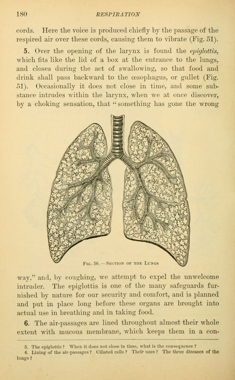 cords. Here the voice is produced chiefly by the passage of the respired air over these cords, causing them to vibrate (Fig. 51). 5. Over the opening of the larynx is found the epiglottis, which fits like the lid of a box at the entrance to the lungs, and closes during the act of swallowing, so that food and drink shall pass backward to the oesophagus, or gullet (Fig. 51). Occasionally it does not close in time, and some sub- stance intrudes within the larynx, when we at once discover, by a choking sensation, that  something has gone the wrong way. and. by coughing, we attempt to expel the unwelcome intruder. The epiglottis is one of the many safeguards fur- nished by nature for our security and comfort, and is planned and put in place long before these organs are brought into actual use in breathing and in taking food. 6. The air-passages are lined throughout almost their whole extent with mucous membrane, which keeps them in a con- 5. The epiglottis ? When it does not close in time, what is the consequence ? 6. Lining of the air-passages ? Ciliated cells ? Their uses ? The three diseases of the lungs ?