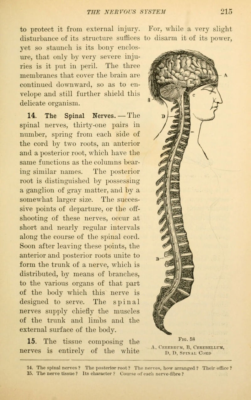 to protect it from external injury. For, while a very slight disturbance of its structure suffices to disarm it of its power, yet so staunch is its bony enclos- ure, that only by very severe inju- ries is it put in peril. The three membranes that cover the brain are continued downward, so as to en- velope and still further shield this delicate organism. 14. The Spinal Nerves. — The spinal nerves, thirty-one pairs in number, spring from each side of the cord by two roots, an anterior and a posterior root, which have the same functions as the columns bear- ing similar names. The posterior root is distinguished by possessing a ganglion of gray matter, and by a somewhat larger size. The succes- sive points of departure, or the off- shooting of these nerves, occur at short and nearly regular intervals along the course of the spinal cord. Soon after leaving these points, the anterior and posterior roots unite to form the trunk of a nerve, which is distributed, by means of branches, to the various organs of that part of the body which this nerve is designed to serve. The spinal nerves supply chiefly the muscles of the trunk and limbs and the external surface of the body. 15. The tissue composing the FlG> 58 ,. , , ,, . ., \. < rr.Ki:r.iM. R. Cerebf.li.i~m, nerves is entirely of the white Di d simn.w. c.kp 14. The spinal nerves f The posterior root ? The nerves, how arranged ! Their offlc 15. The nerve tissue ? Its character J Coarse of each mrve-iibre?