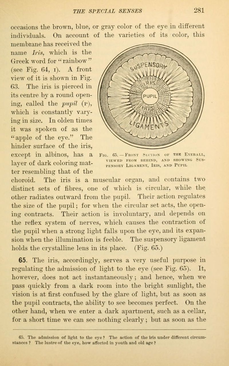 Fig. 66.—Fro* viewed fkos PEN80BY Lie. M , l [ON I TUB Y.\ IV. Ml, bbiiind, am> showing 808- ent, Iris, and Pupil occasions the brown, blue, or gray color of the eye in different individuals. On account of the varieties of its color, this membrane has received the name Iris, which is the Greek word for rainbow (see Fig. 64, i). A front view of it is shown in Fig. 63. The iris is pierced in its centre by a round open- ing, called the pupil (p), which is constantly vary- ing in size. In olden times it was spoken of as the apple of the eye. The hinder surface of the iris, except in albinos, has a layer of dark coloring mat- ter resembling that of the choroid. The iris is a muscular organ, and contains two distinct sets of fibres, one of which is circular, while the other radiates outward from the pupil. Their action regulates the size of the pupil; for when the circular set acts, the open- ing contracts. Their action is involuntary, and depends on the reflex system of nerves, which causes the contraction of the pupil when a strong light falls upon the eye, and its expan- sion when the illumination is feeble. The suspensory ligament holds the crystalline lens in its place. (Fig. 65.) 65. The iris, accordingly, serves a very useful purpose in regulating the admission of light to the eye (see Fig. 65). It, however, does not act instantaneously; and hence, when we pass quickly from a dark room into the bright sunlight, the vision is at first confused by the glare of light, but as soon as the pupil contracts, the ability to see becomes perfect. On the other hand, when we enter a dark apartment, such as a cellar, for a short time we can see nothing clearly ; but as soon as the 65. The admission of litrht to the eye? The action of the iris under different circum- stances ? The lustre of the eye, how affected in youth and old age f
